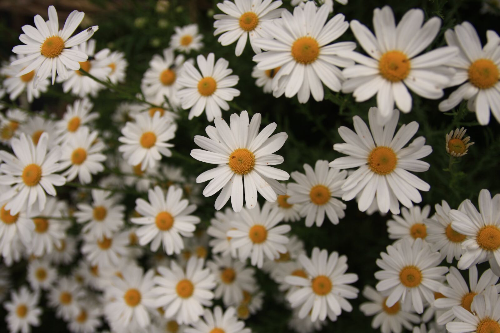 Canon EOS 40D sample photo. Their mums, chrysanthemum, flowers photography
