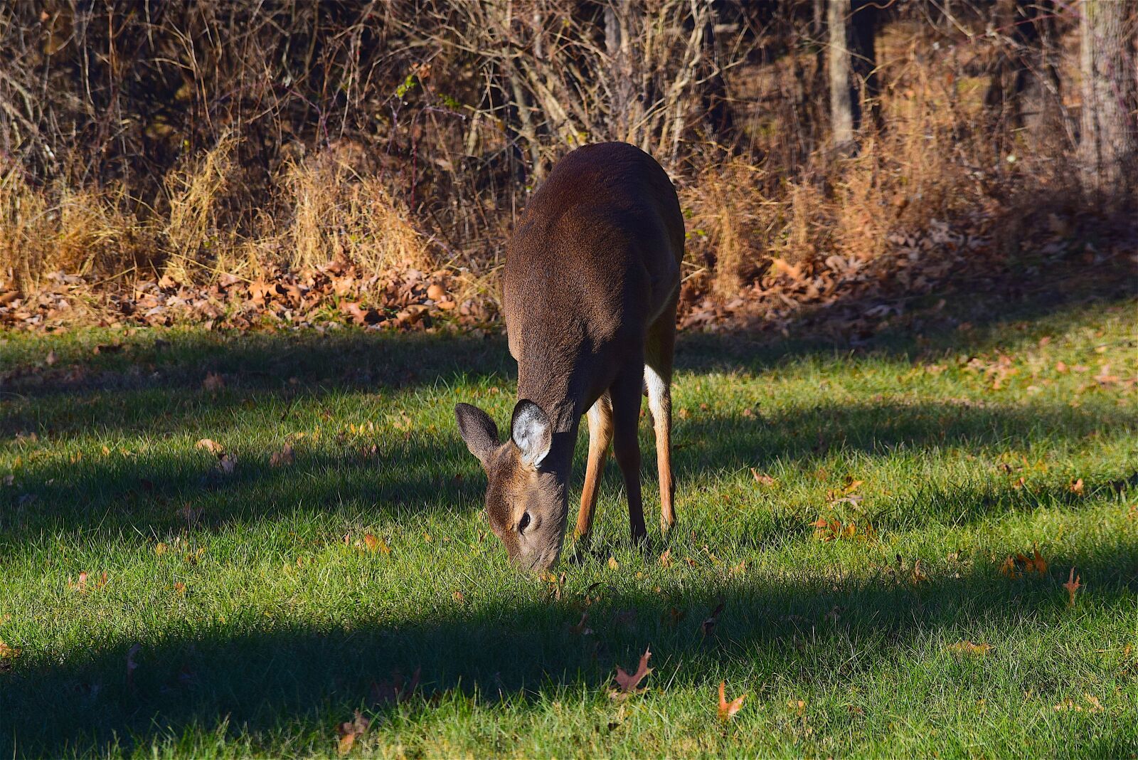 Nikon D3300 sample photo. Deer, morning, light photography