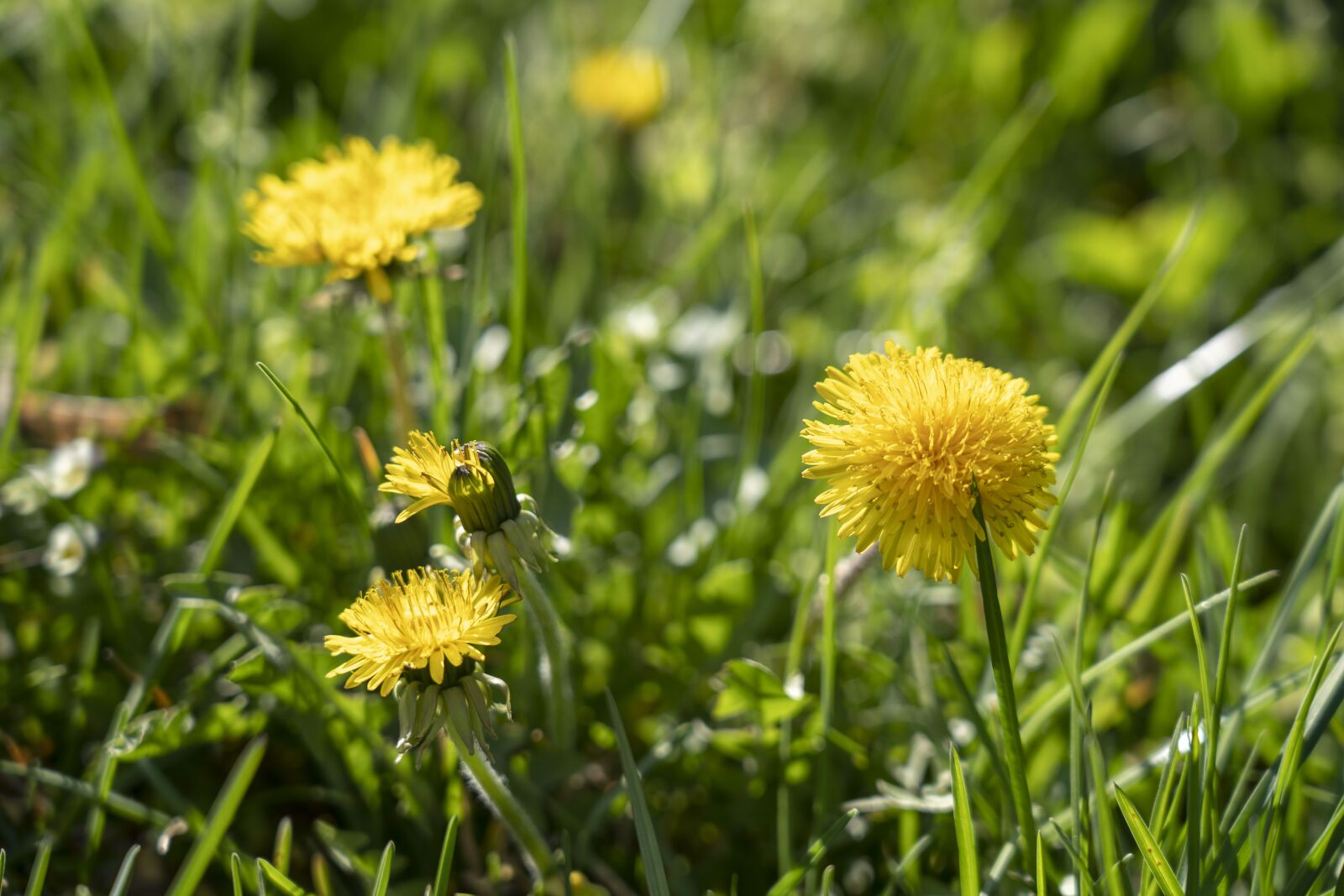 Sony FE 24-105mm F4 G OSS sample photo. Dandelion, spring, nature photography