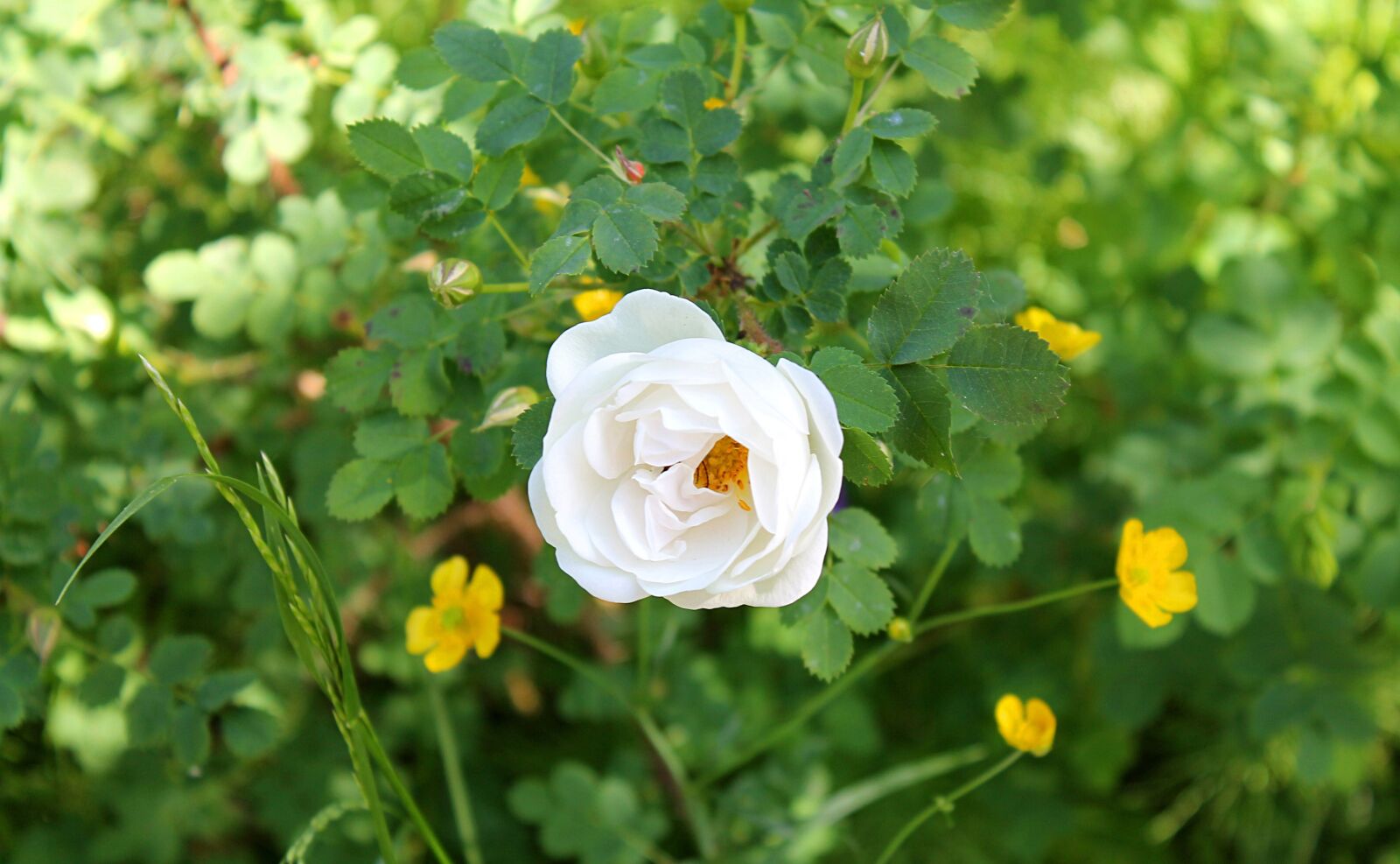 Canon EOS 1100D (EOS Rebel T3 / EOS Kiss X50) sample photo. Wild rose, white rose photography