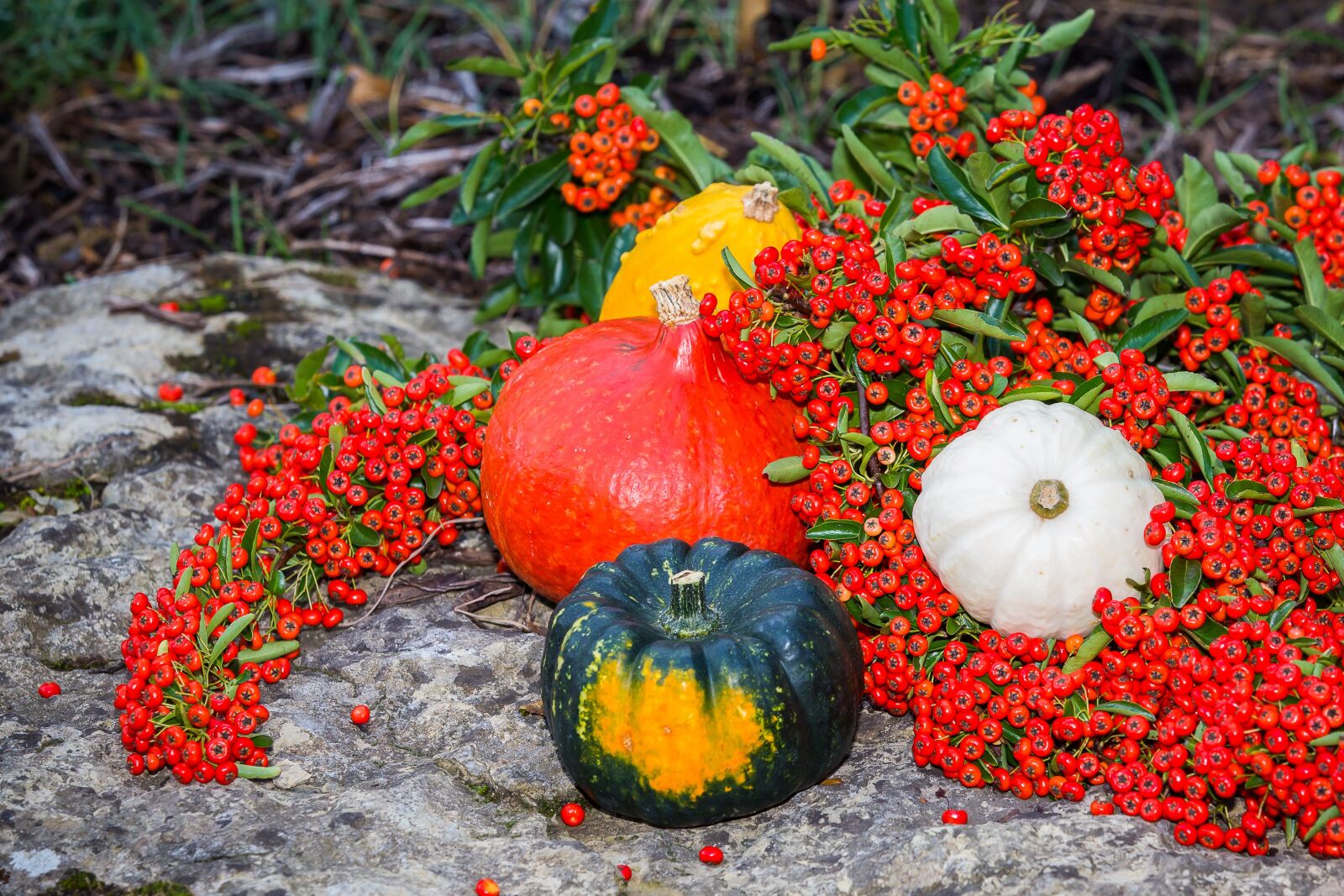 Canon EOS 5D Mark III sample photo. Pumpkin, sea buckthorn, autumn photography