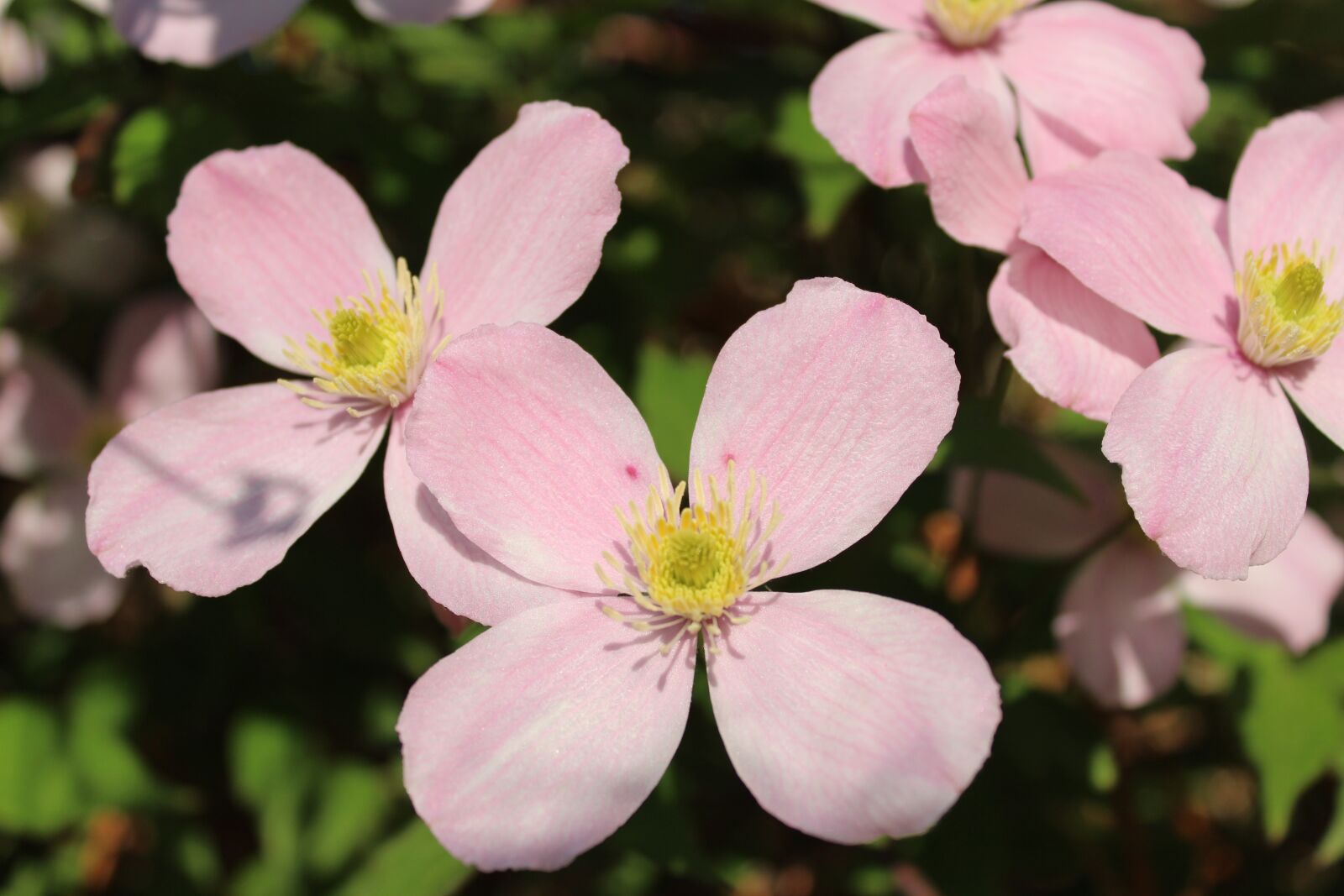 Canon EOS 1300D (EOS Rebel T6 / EOS Kiss X80) sample photo. Flower, pink flower, clematis photography