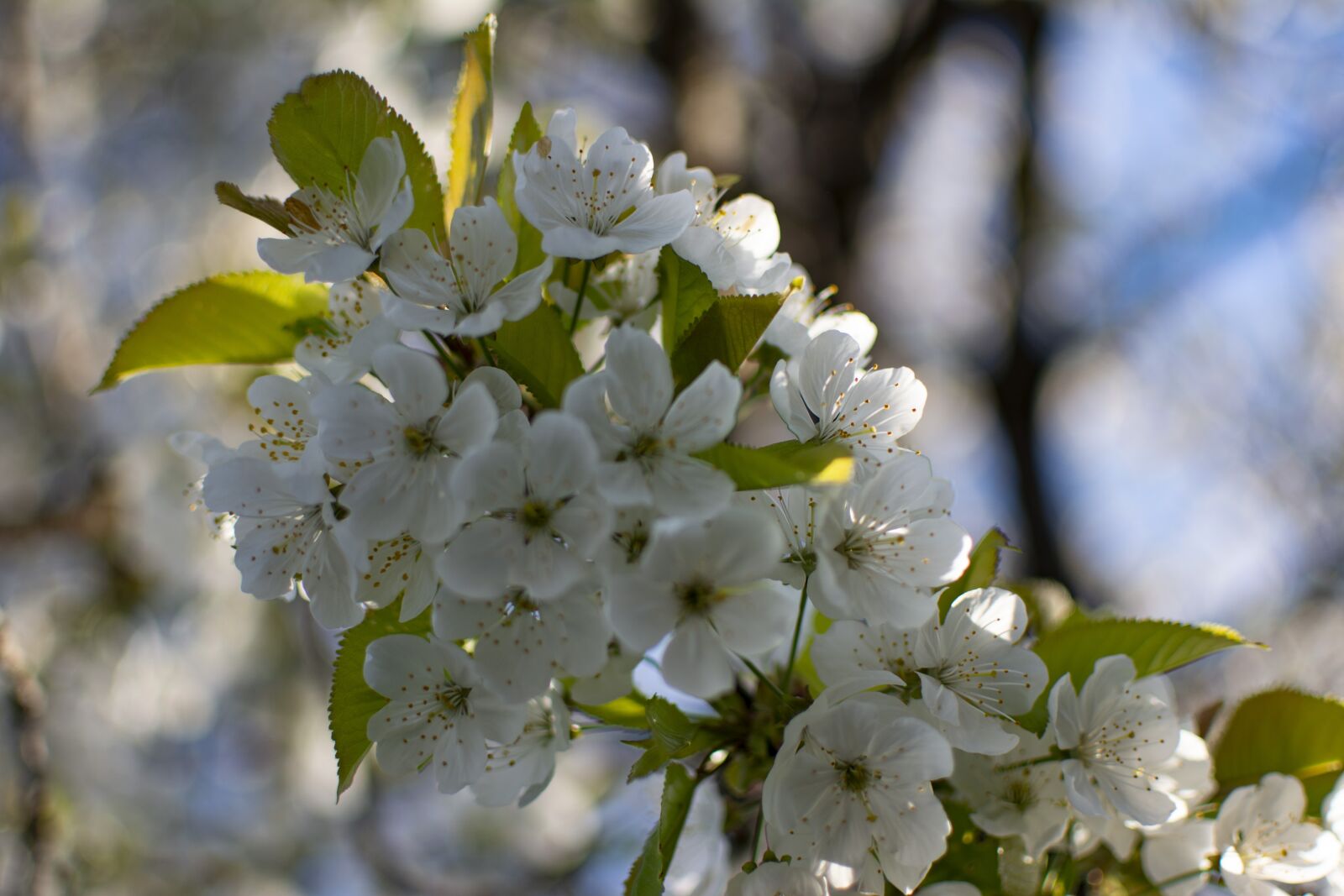 Nikon D5200 sample photo. Cherry, spring, tree photography