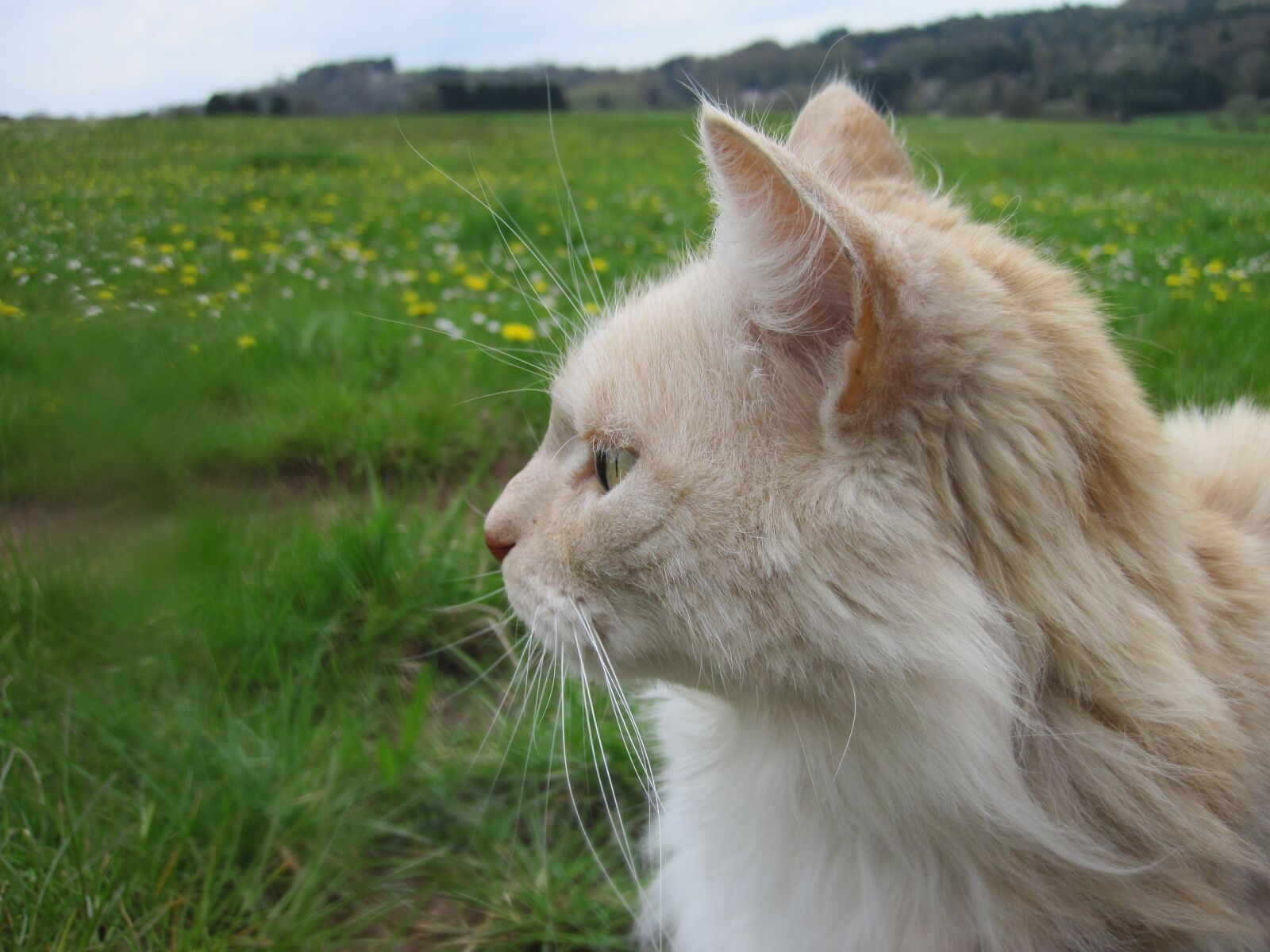 Canon PowerShot D10 sample photo. Cat, portrait, cat face photography