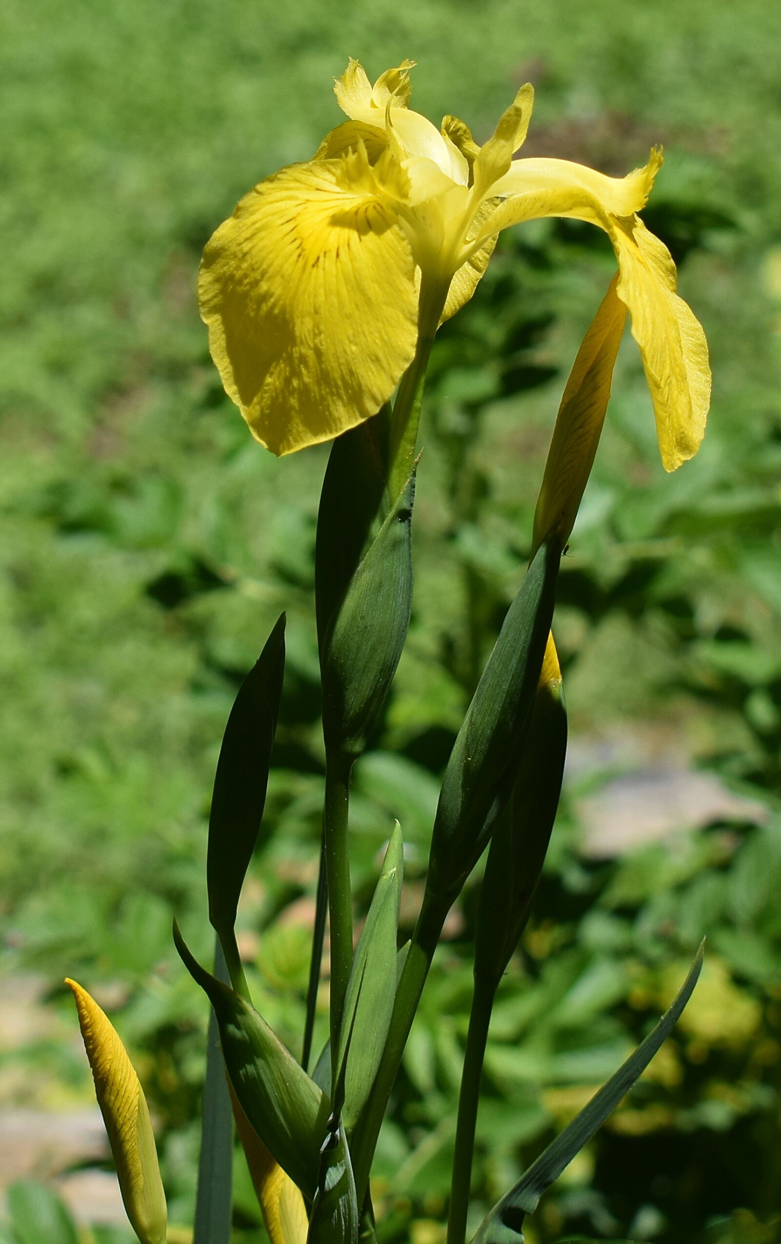 Nikon D3300 sample photo. Yellow iris with buds photography