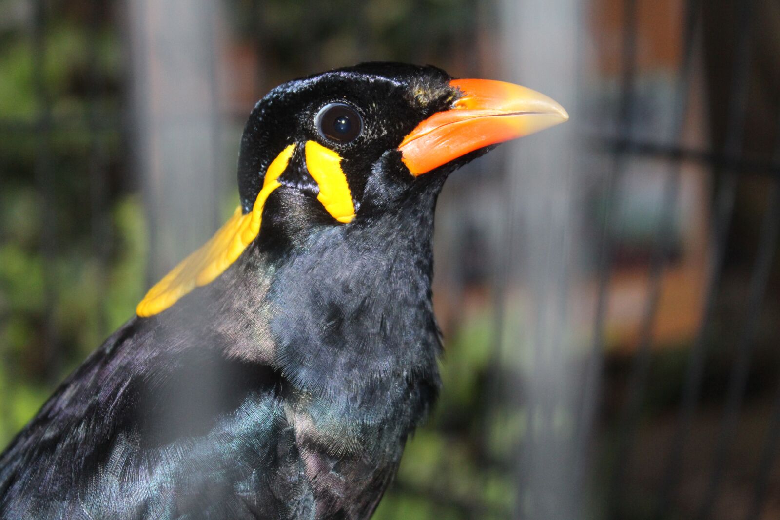 Canon EOS 700D (EOS Rebel T5i / EOS Kiss X7i) sample photo. Bird, colorful, nature photography