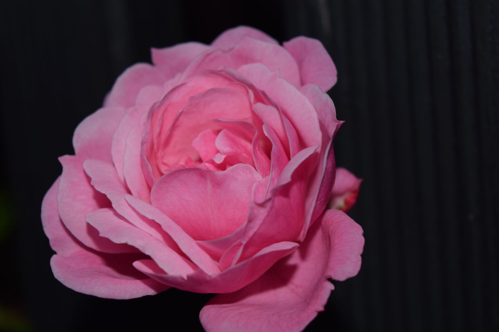 Nikon D3300 sample photo. Rose, pink, close up photography