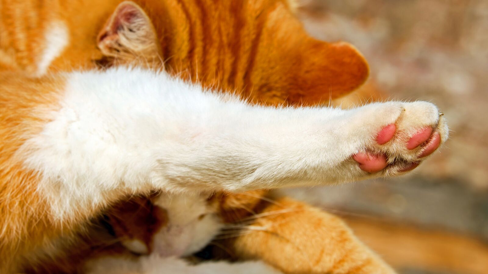 Fujifilm XF 55-200mm F3.5-4.8 R LM OIS sample photo. Cat's paw, paw, cat photography