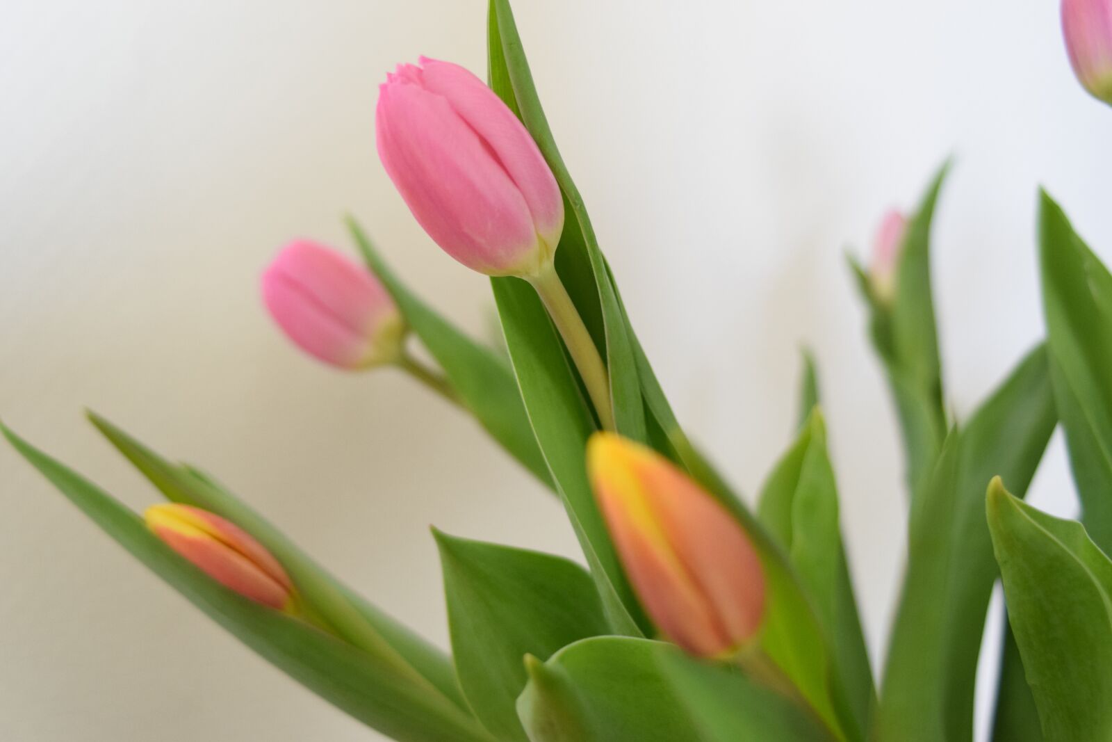 Nikon D5300 sample photo. Tulips, flowers, cut flowers photography