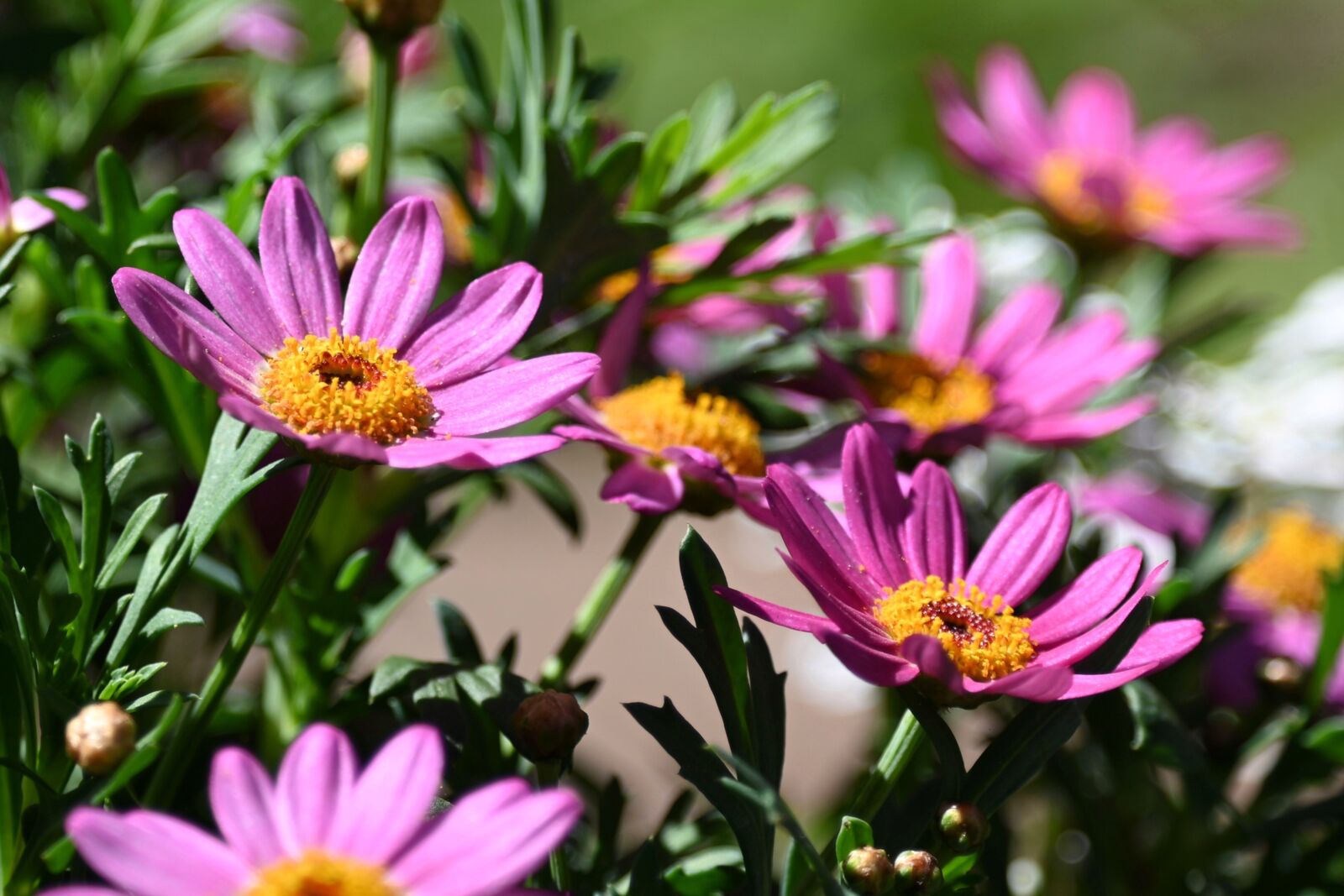 Nikon Z6 sample photo. Marguerite, pink, flower photography