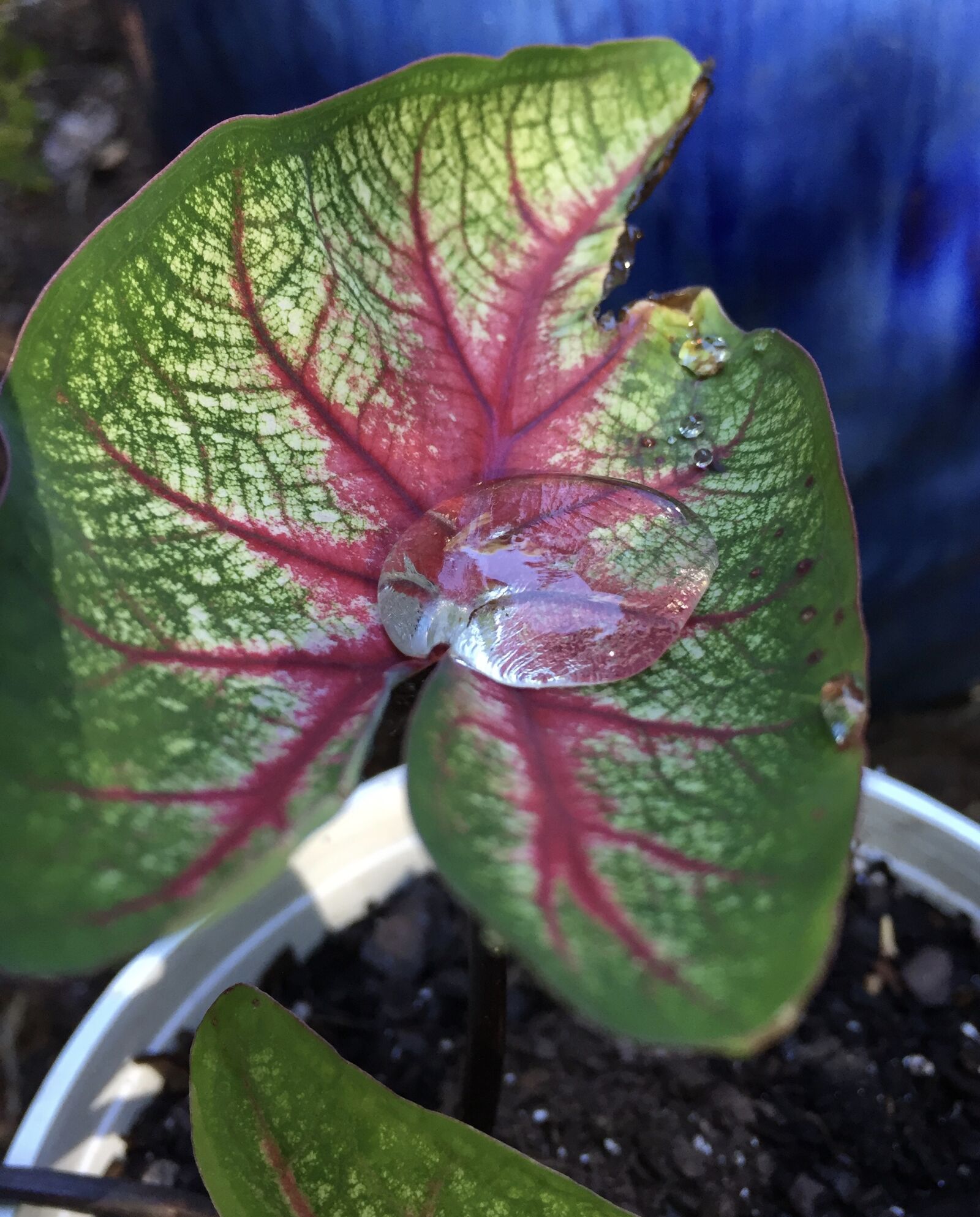 Apple iPhone 6 sample photo. Water droplet, droplet, caladium photography