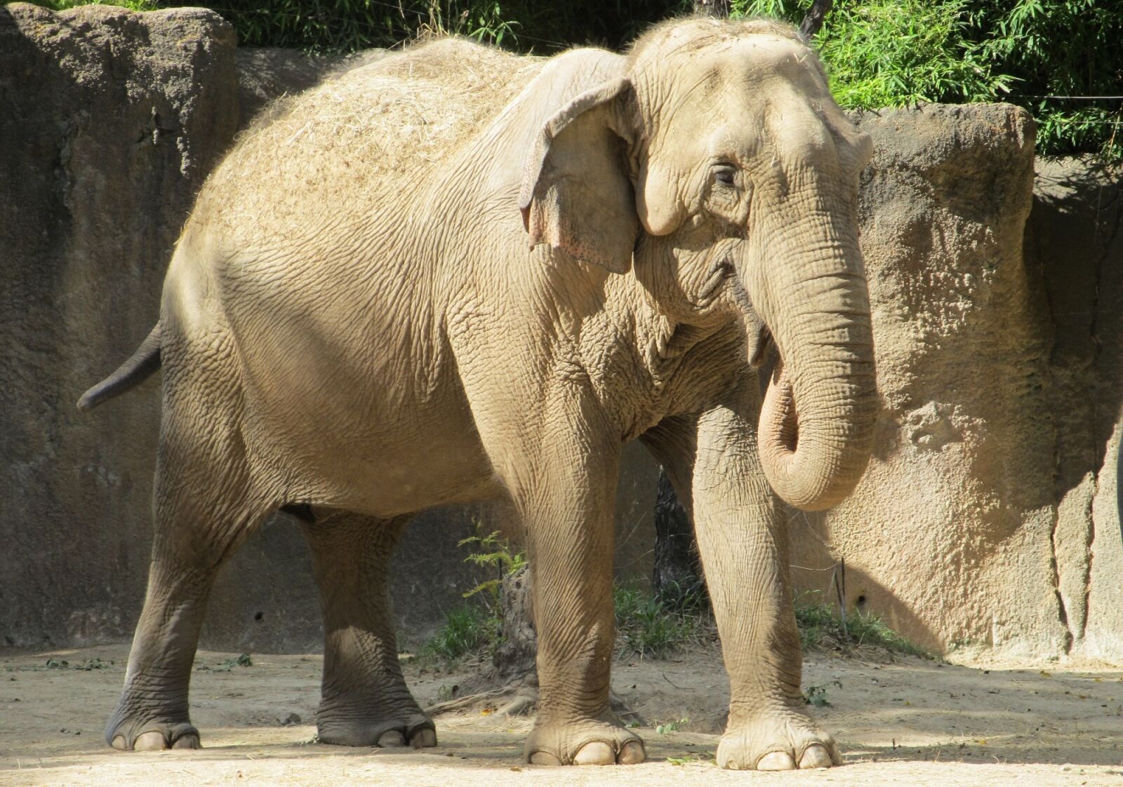 Canon PowerShot SX130 IS sample photo. Elephant, wildlife, nature photography