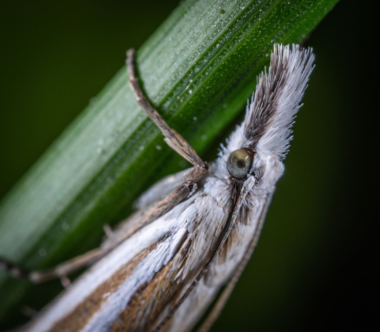 Sony a7R II sample photo. Insect, bespozvonochnoe, lepidoptera photography