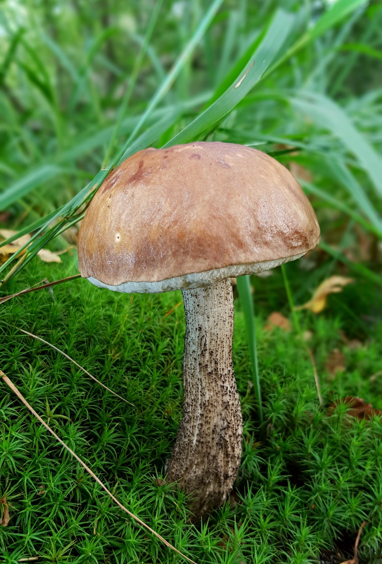 Samsung Galaxy S7 sample photo. Mushroom, birch mushroom, food photography