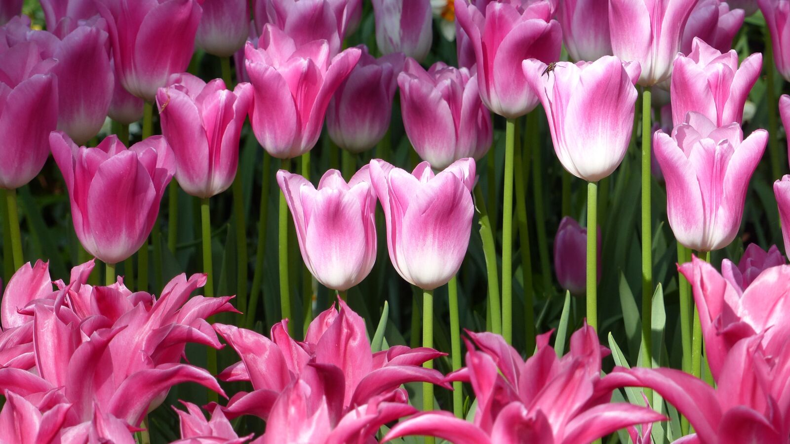 Panasonic Lumix DMC-FZ200 sample photo. Tulip, flower, garden photography
