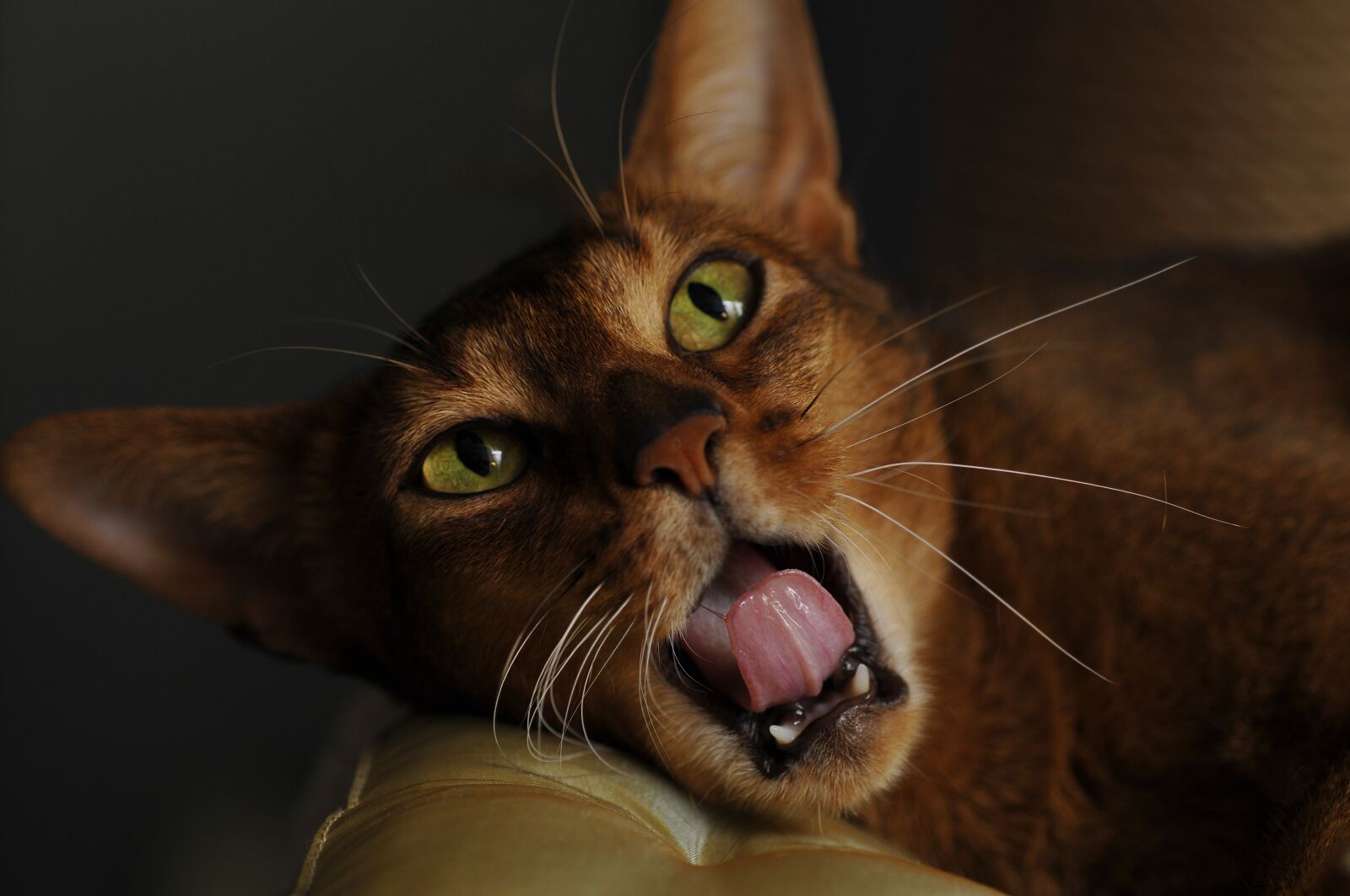 Nikon D300 sample photo. Cat, abyssinian, muzzle cat photography
