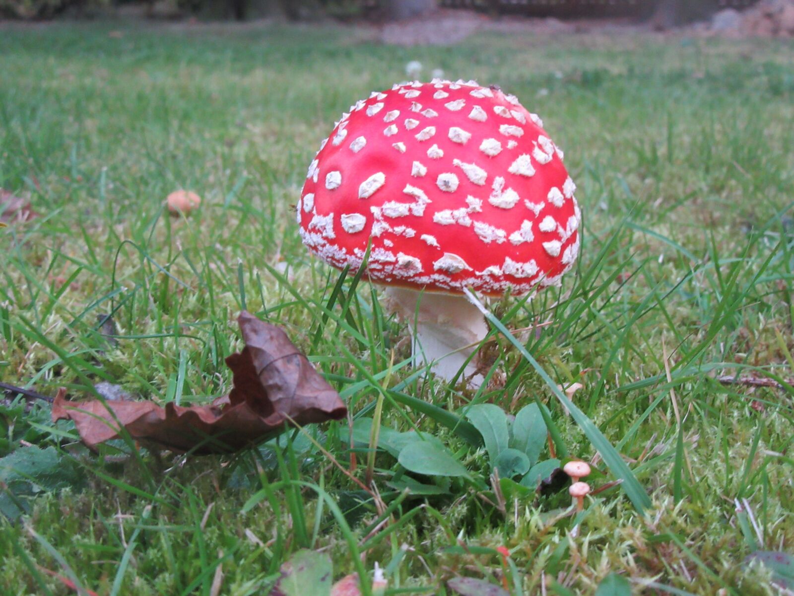 Canon PowerShot SX610 HS sample photo. Fly agaric, garden, toxic photography