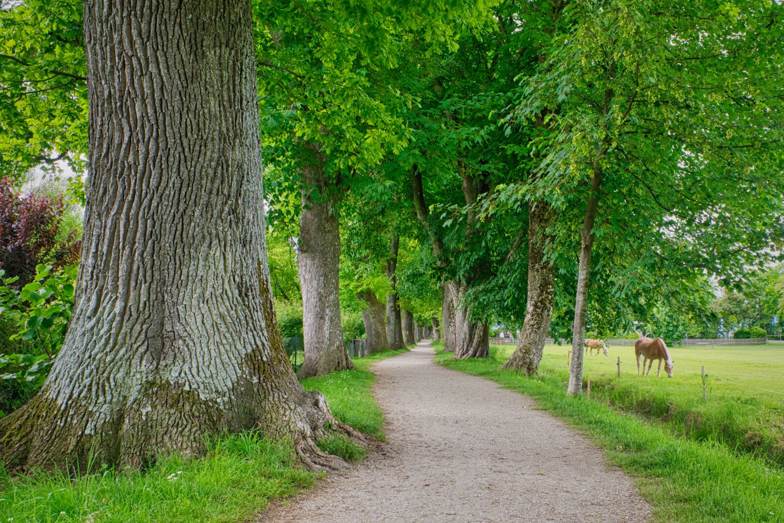 Nikon D7500 sample photo. Trees, avenue, tree lined photography