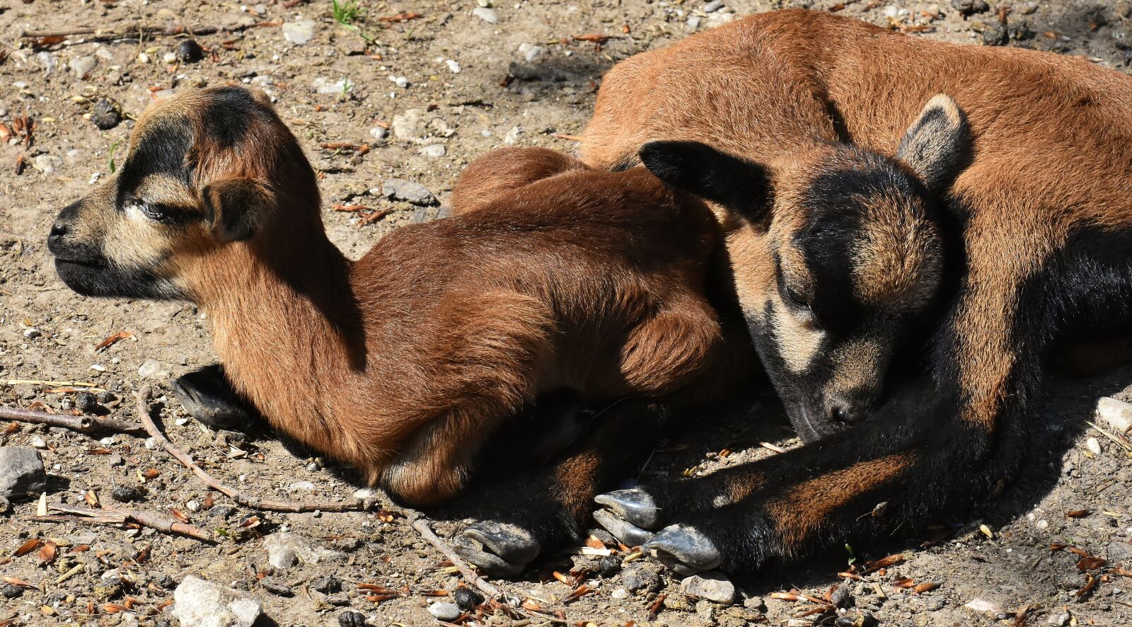 Nikon D7200 sample photo. Sheep, reborn, young animal photography