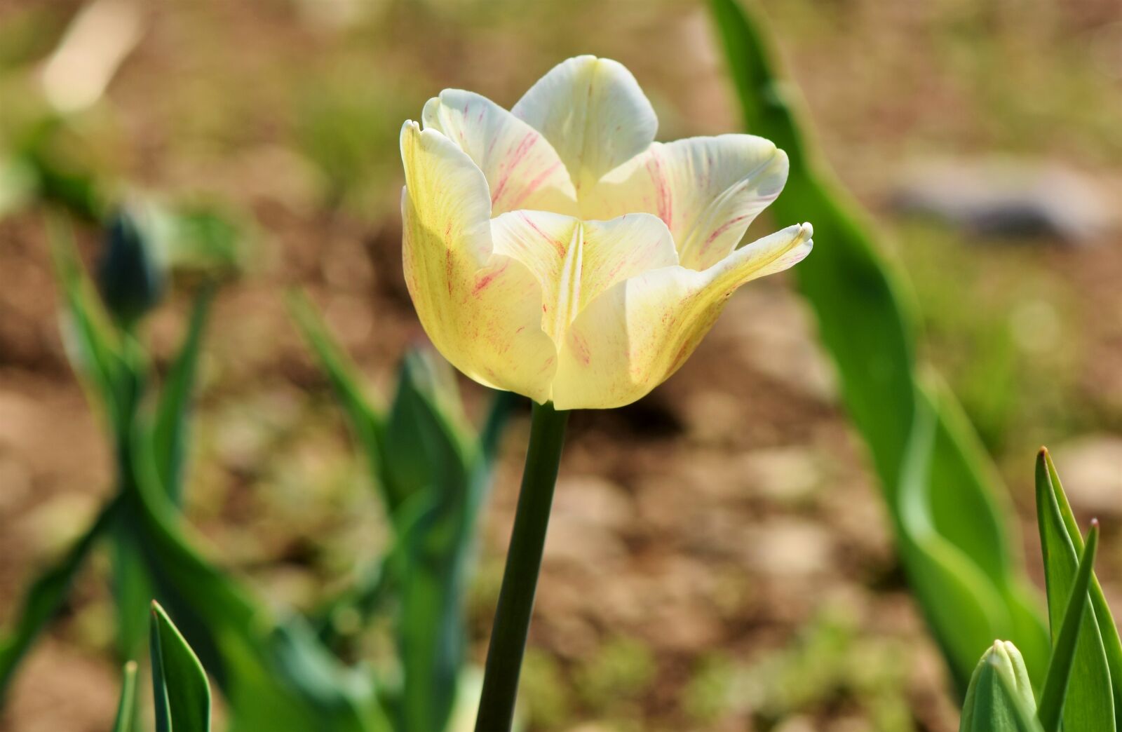 Nikon D7200 sample photo. Tulip, blossom, bloom photography