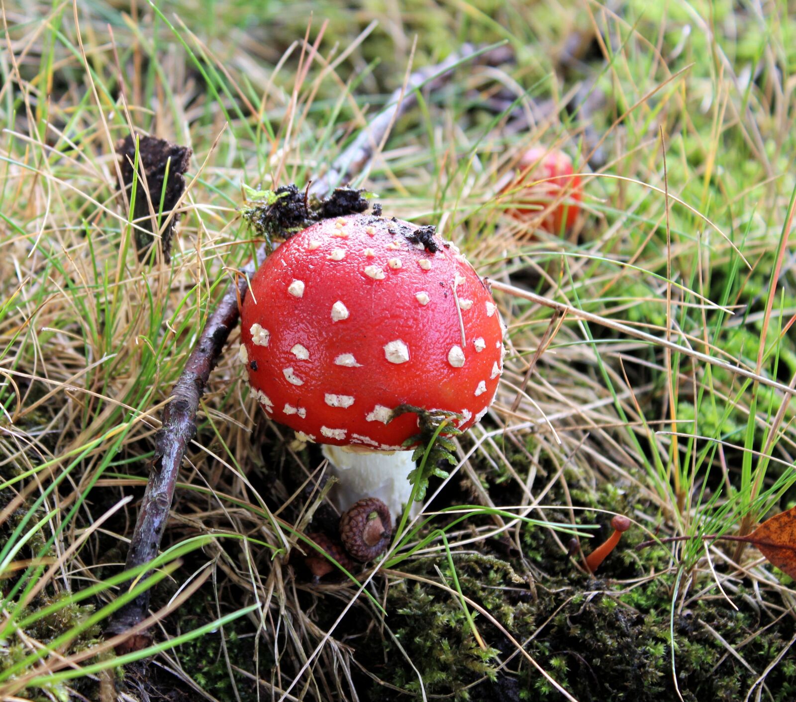 Canon EOS 600D (Rebel EOS T3i / EOS Kiss X5) sample photo. Mushroom, red with white photography