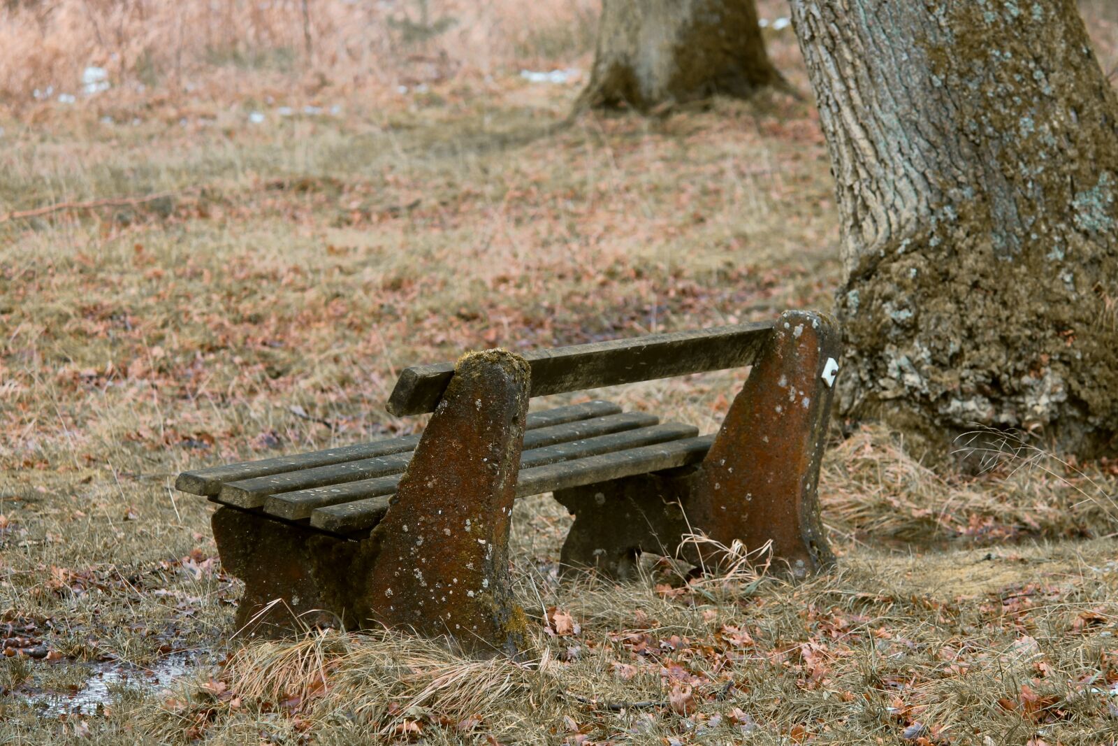 Canon EOS 1100D (EOS Rebel T3 / EOS Kiss X50) sample photo. Tranquility base, wooden bench photography