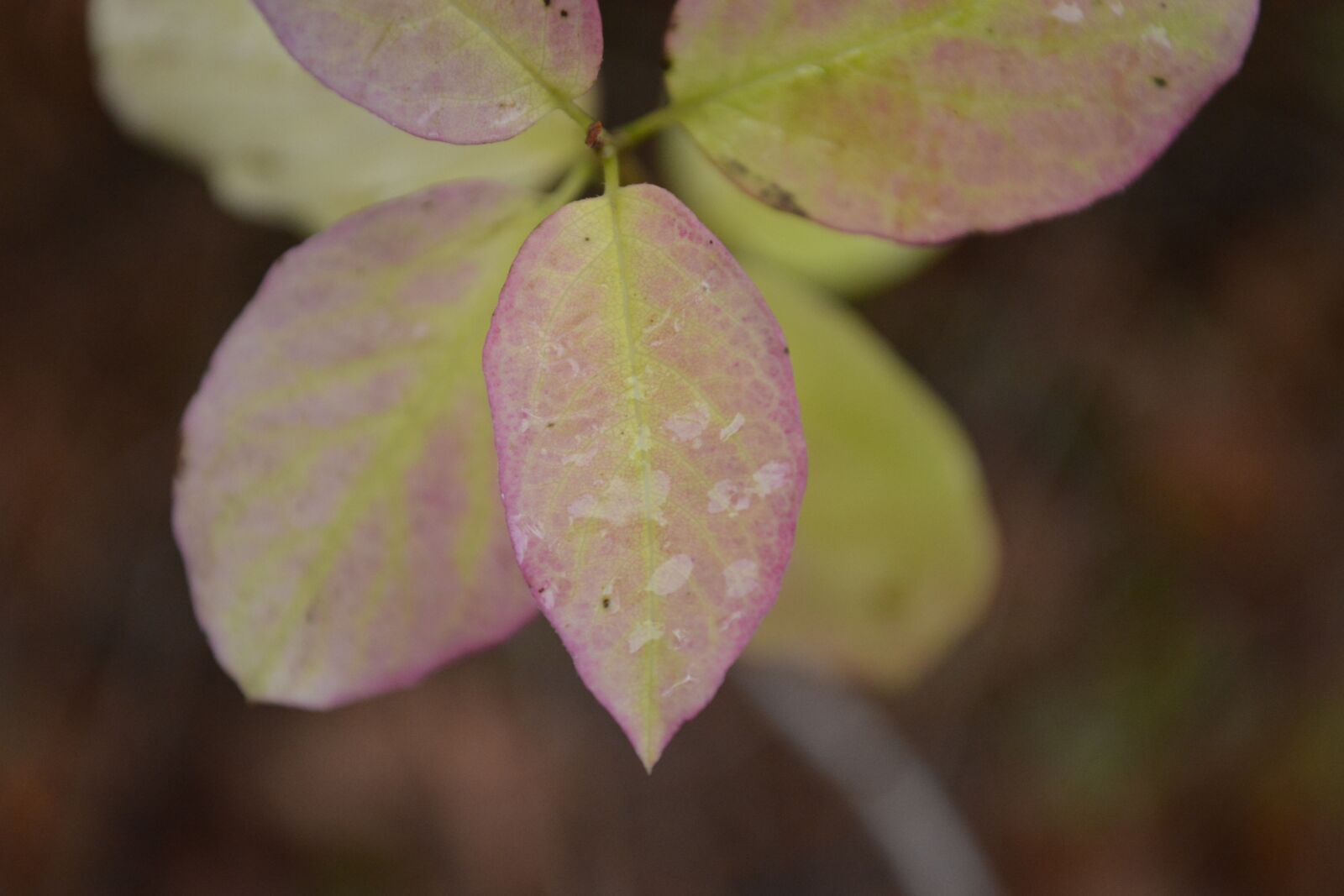 Nikon D5200 sample photo. Leaves, plant, forest photography