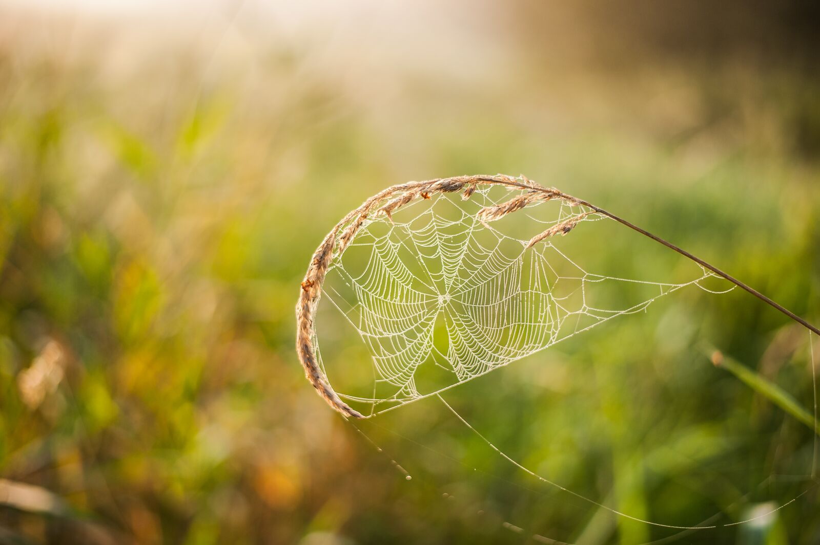 Nikon D700 sample photo. Cobweb, blade of grass photography