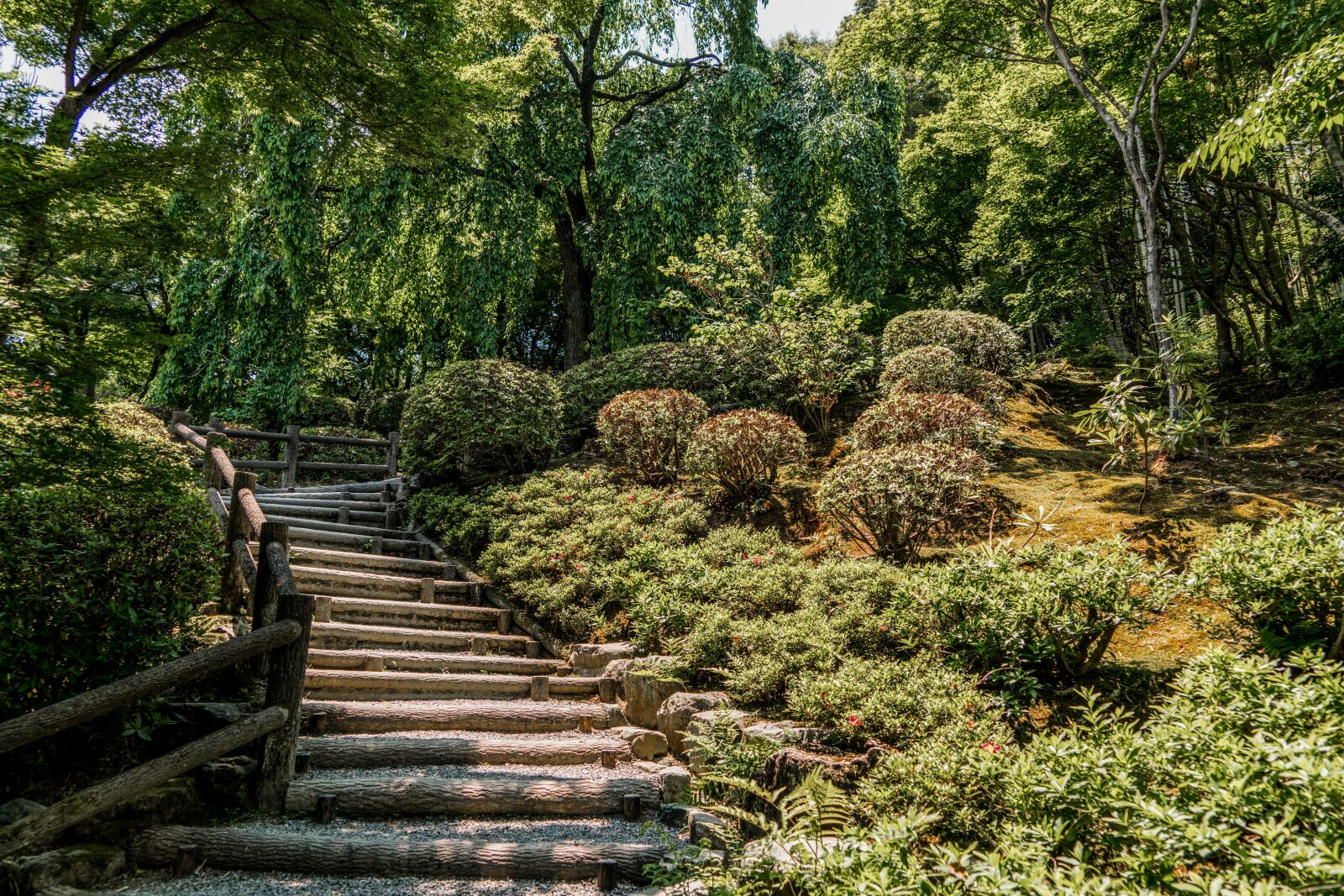 Sony a7R II + Sony FE 24-240mm F3.5-6.3 OSS sample photo. Botanical gardens, wooden steps photography