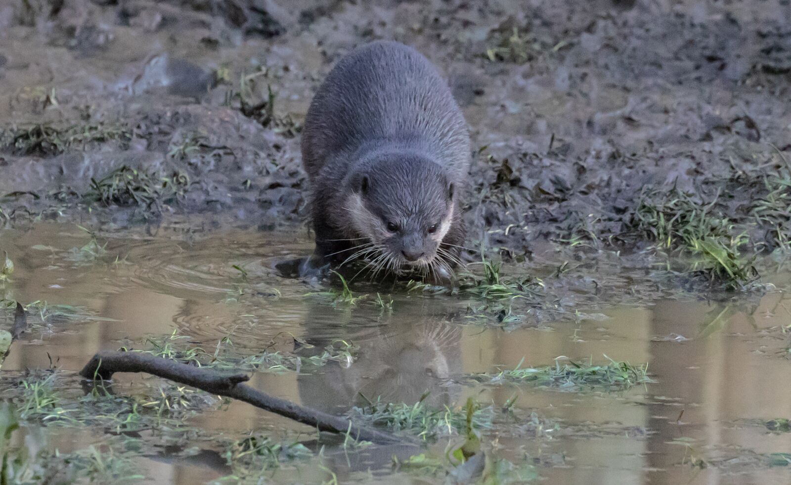 Canon EOS 7D Mark II sample photo. Asian short-clawed otter, otter photography