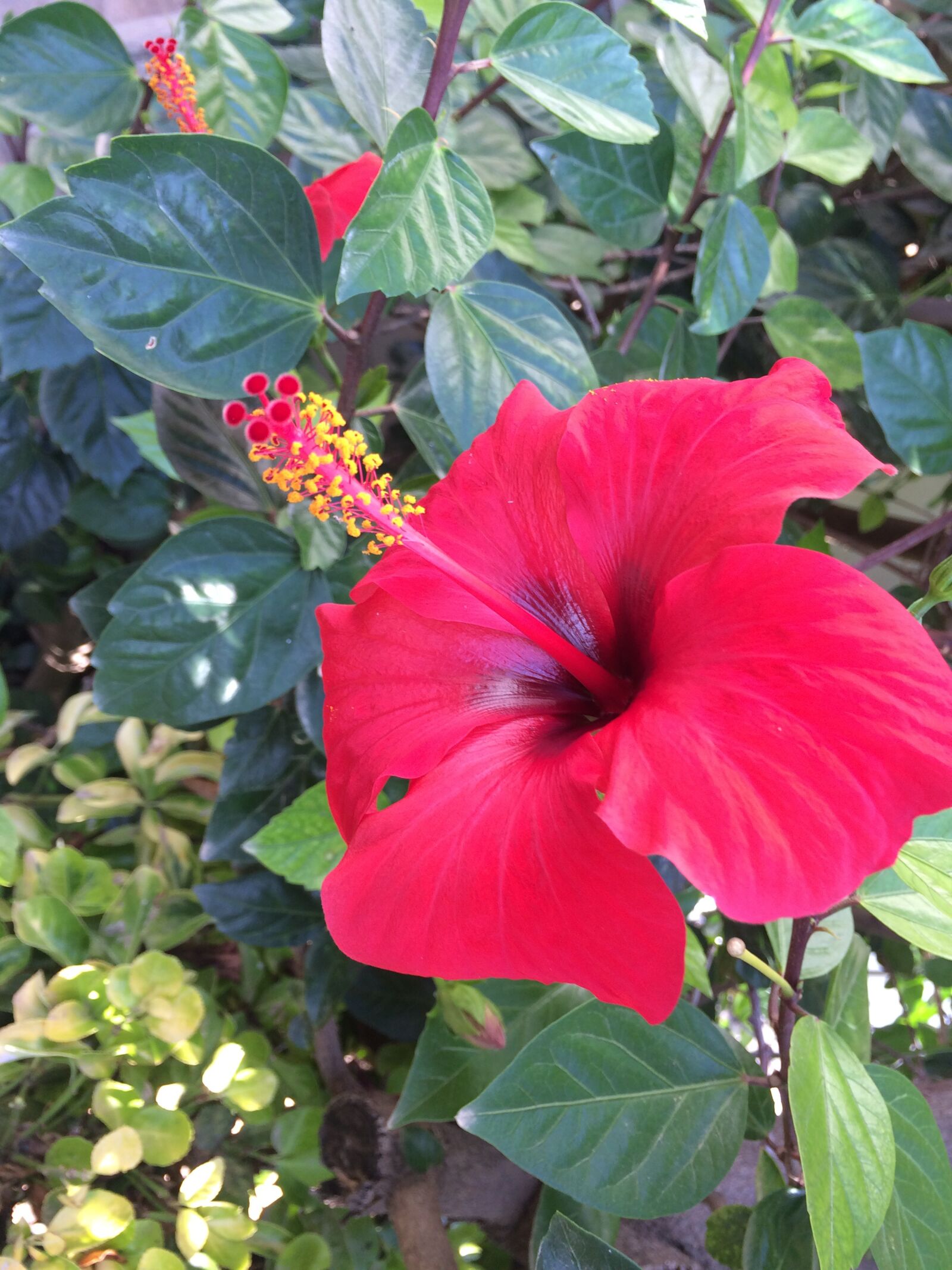 iPhone 5s back camera 4.15mm f/2.2 sample photo. Flower, hibiscus, red photography
