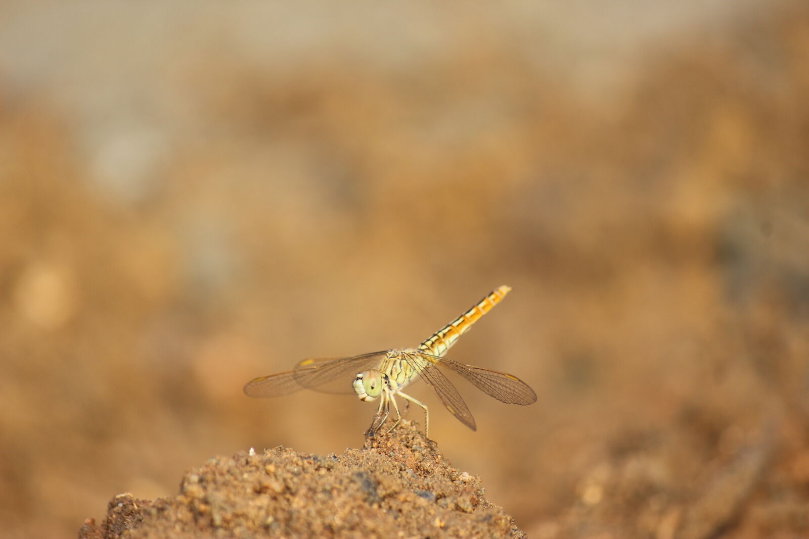 Canon EF-S 55-250mm F4-5.6 IS II sample photo