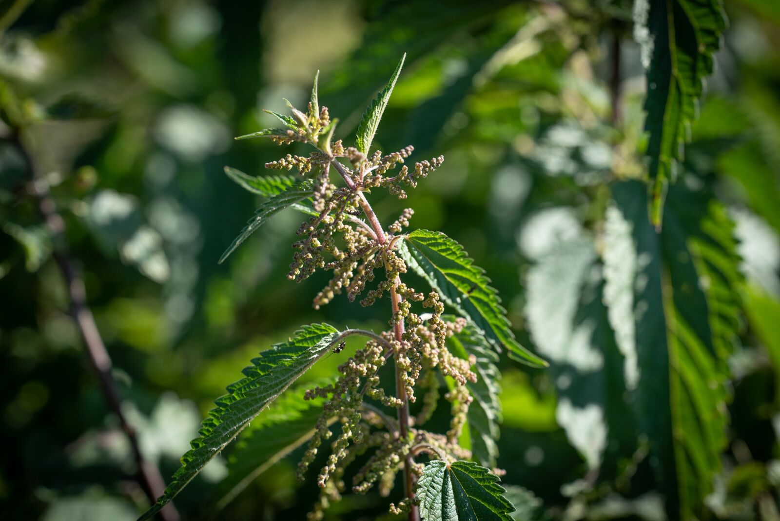 Nikon D750 sample photo. Stinging nettle, green, plant photography