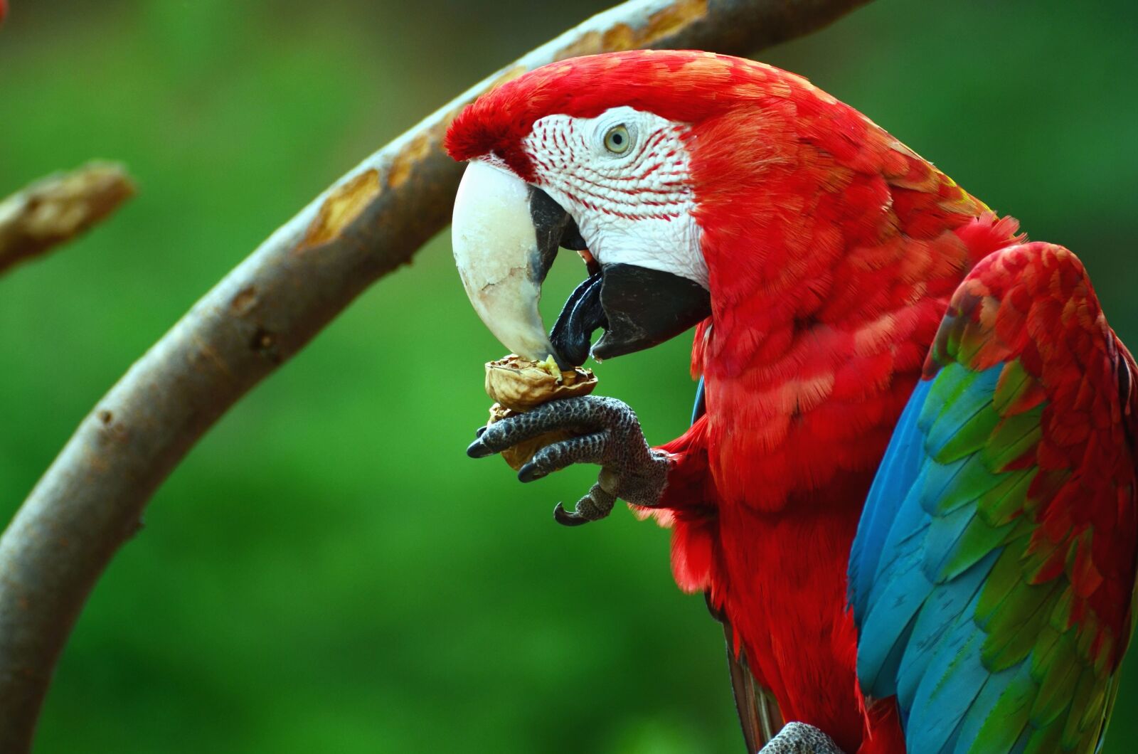 Nikon D5100 sample photo. Macaw parrot, beak, food photography