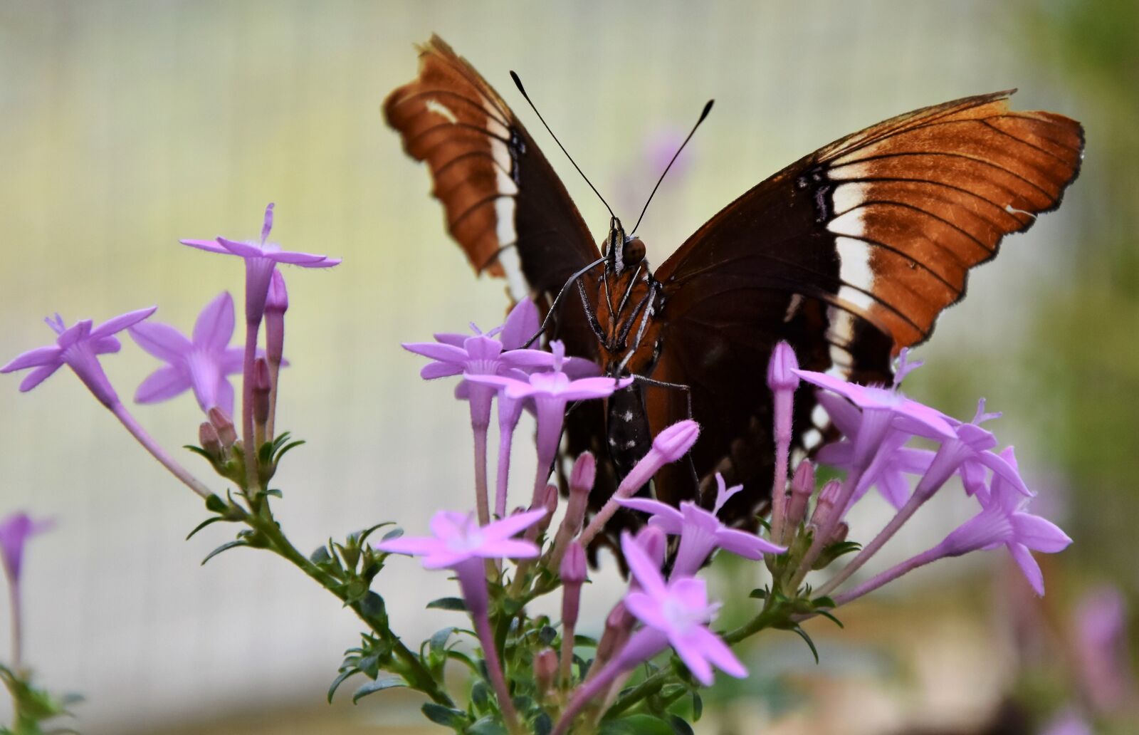 Nikon D7200 sample photo. Painted lady, butterfly, tropical photography