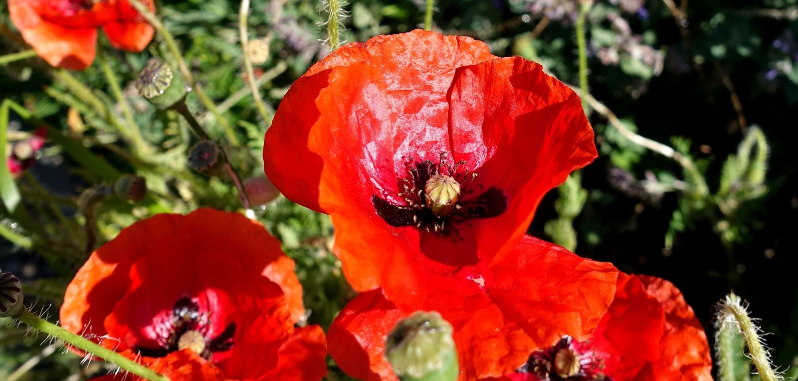 Sony DSC-RX100M5 sample photo. Poppy, red, flower photography