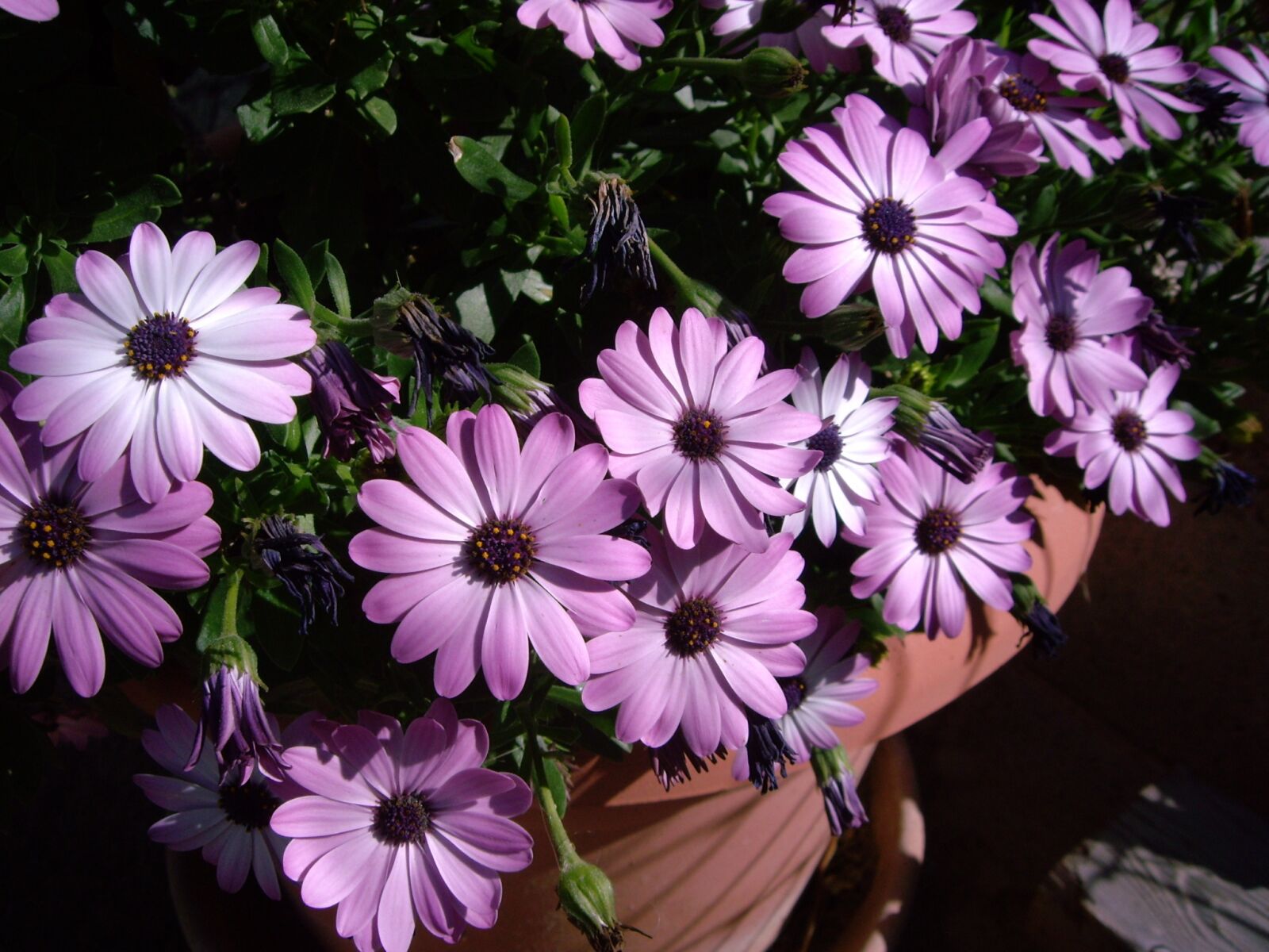 Pentax OPTIO S6 sample photo. Plant, flowerpot, flowers photography