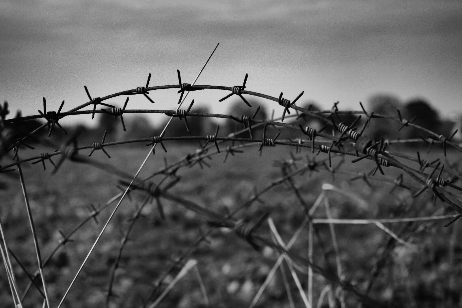 Nikon D3300 sample photo. Concertina, closing, barbed photography
