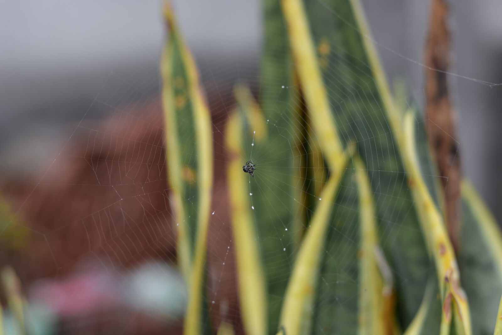 Nikon D7100 sample photo. Spider, green, nature photography