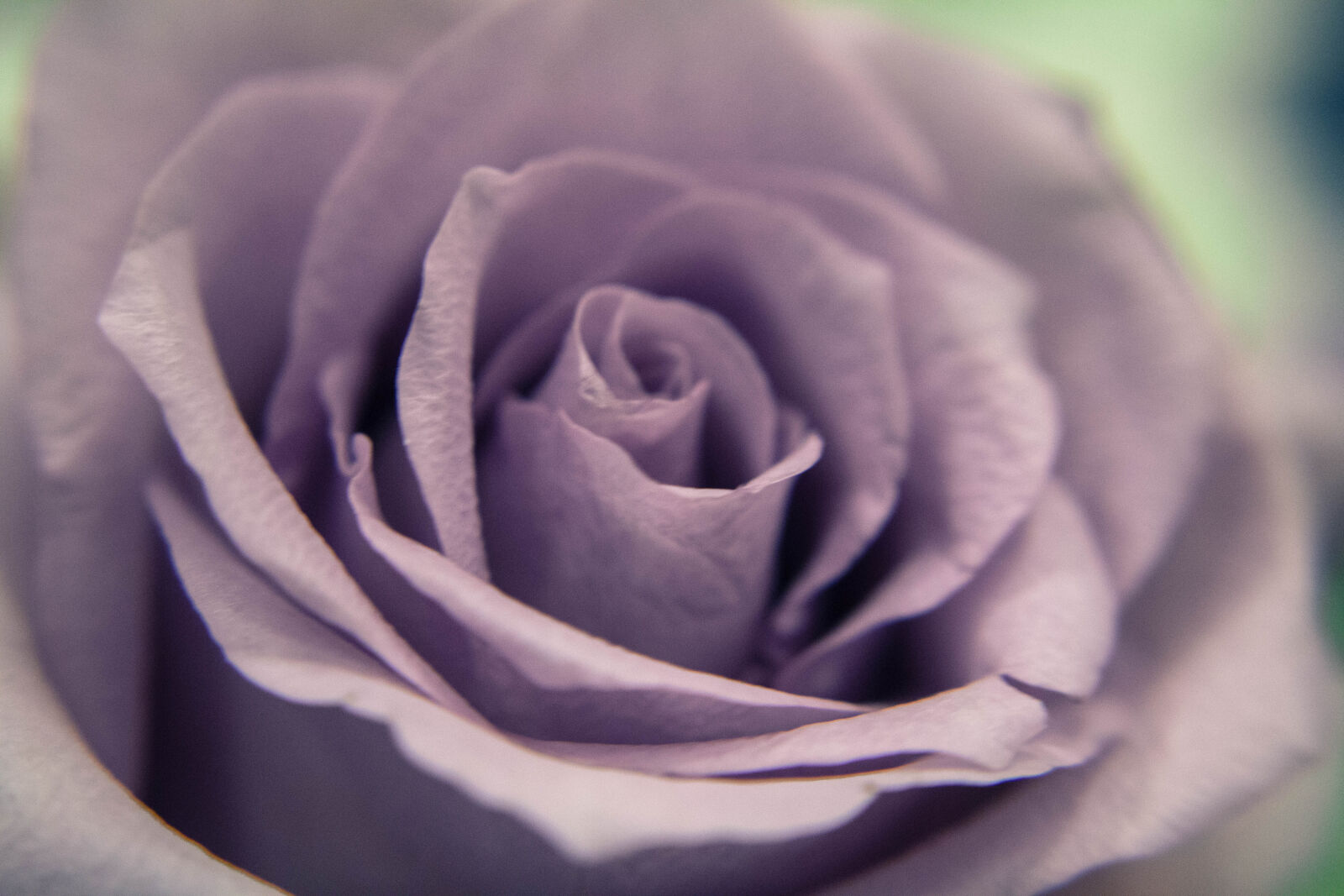Canon EOS 700D (EOS Rebel T5i / EOS Kiss X7i) sample photo. Macro, macro, photo, purple photography
