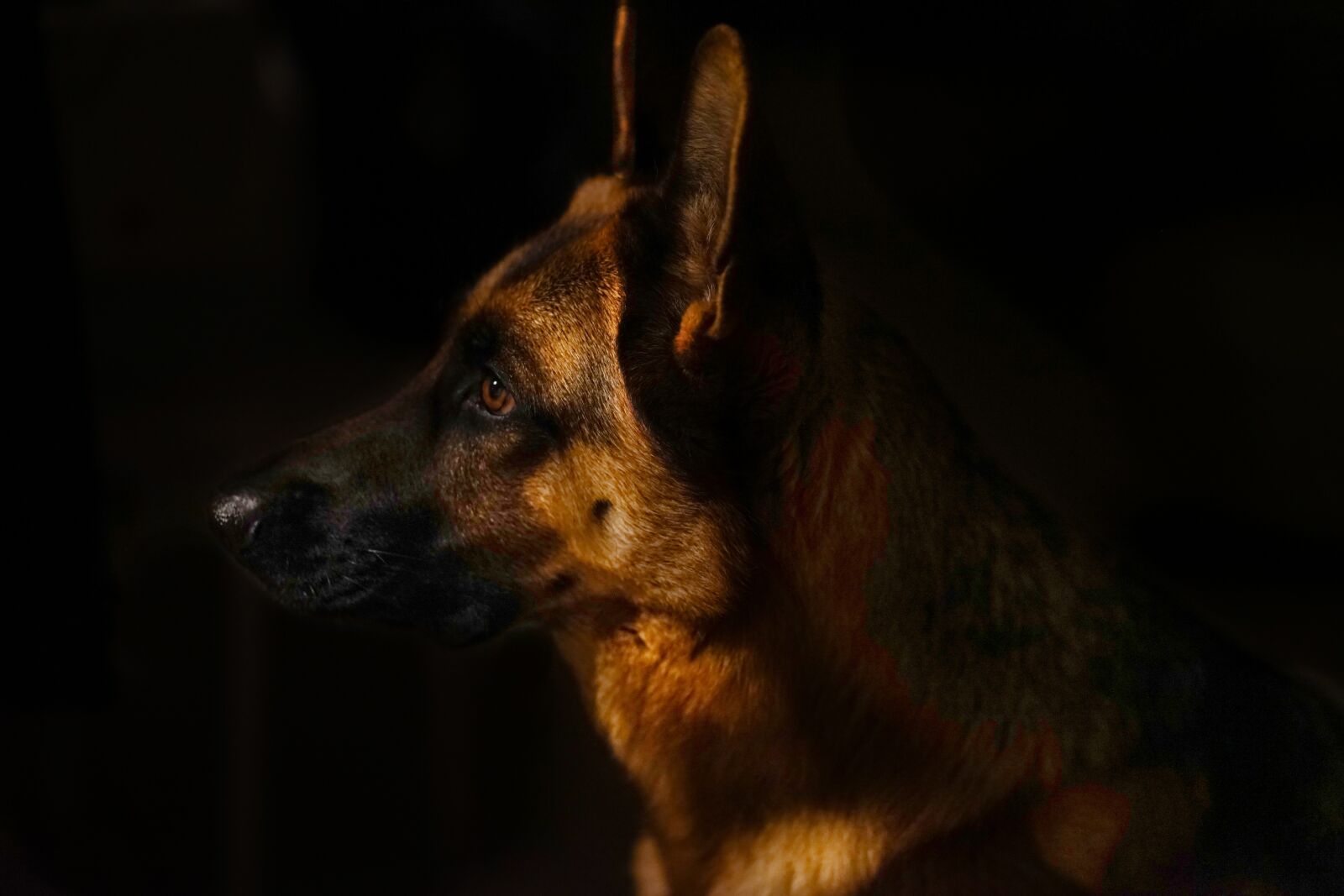 Sony FE 85mm F1.8 sample photo. German shepherd, wolf dog photography
