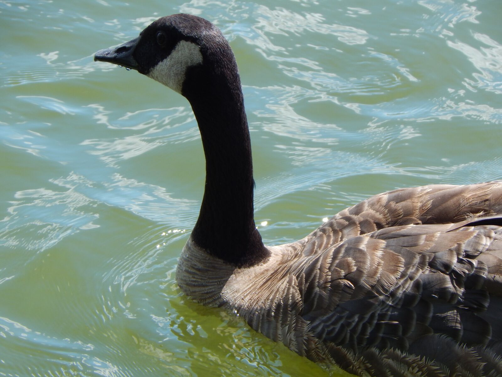 Nikon Coolpix L830 sample photo. Canada goose, waterfowl, lake photography