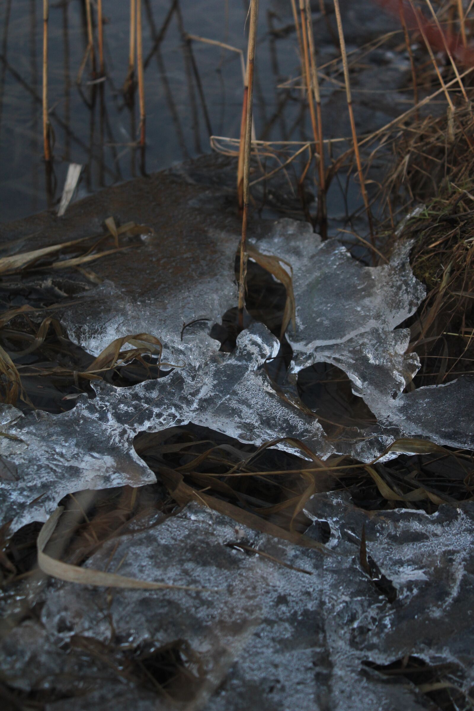 Canon EOS 550D (EOS Rebel T2i / EOS Kiss X4) sample photo. Spring, summer, ice photography