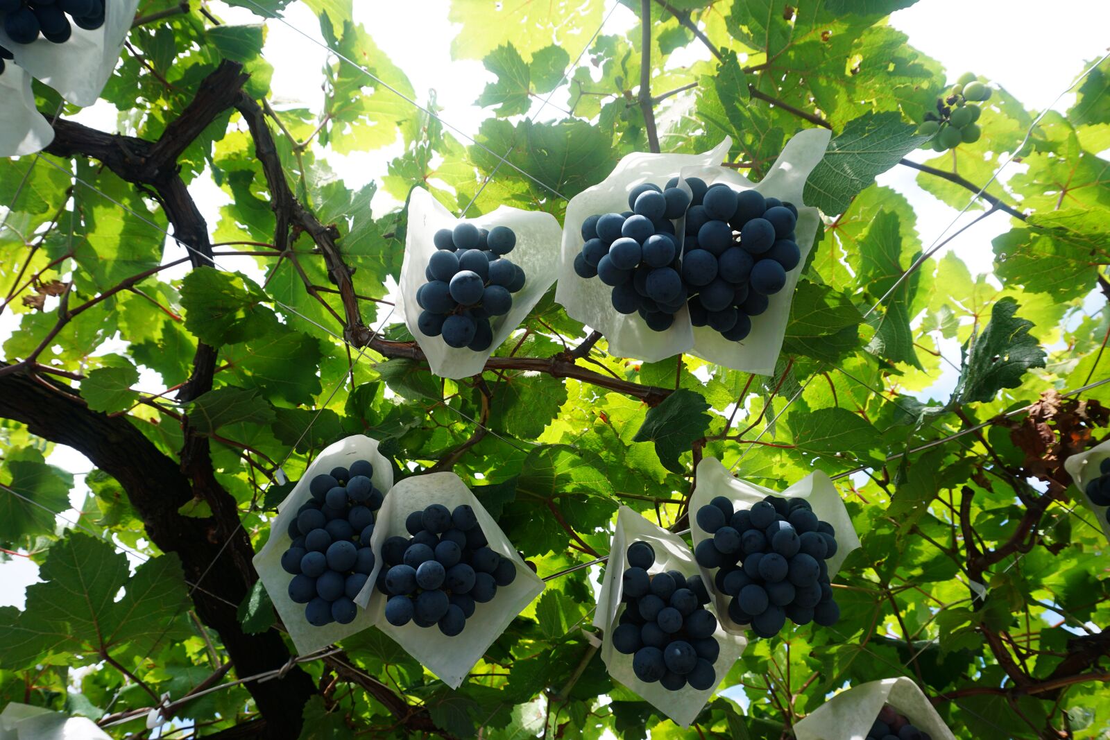 Sony a6000 sample photo. Purple grapes, japan, garden photography
