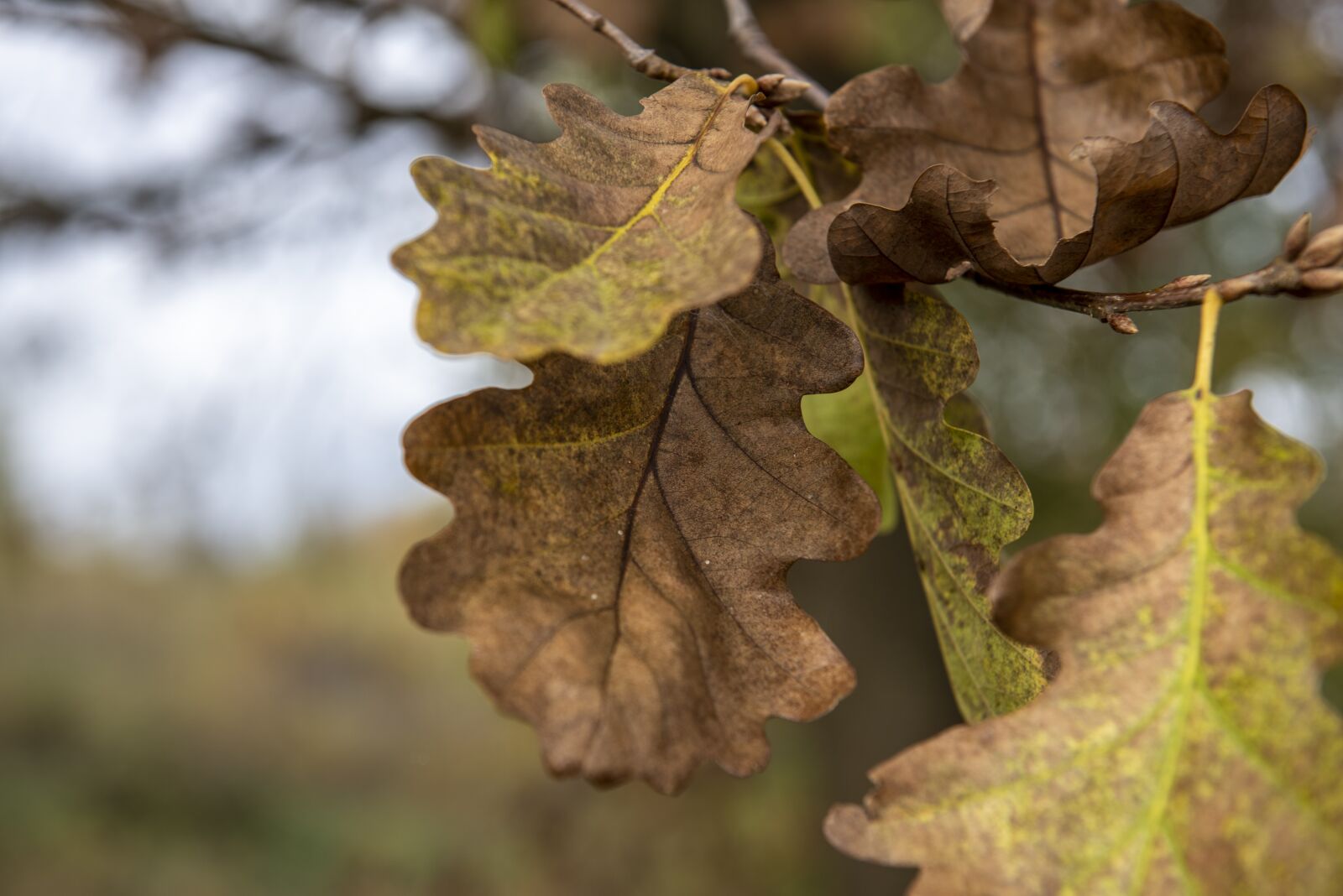 Nikon D750 sample photo. Autumn, leaves, oak photography