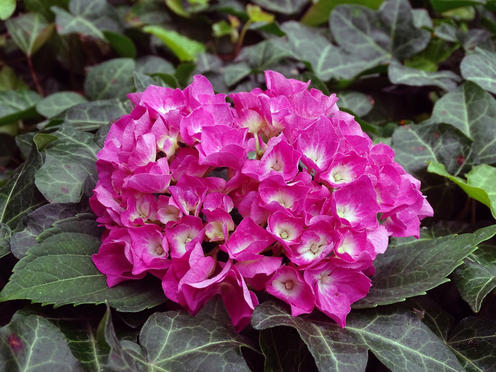 Sony Cyber-shot DSC-HX400V sample photo. Hydrangea, bauer hydrangea, flower photography