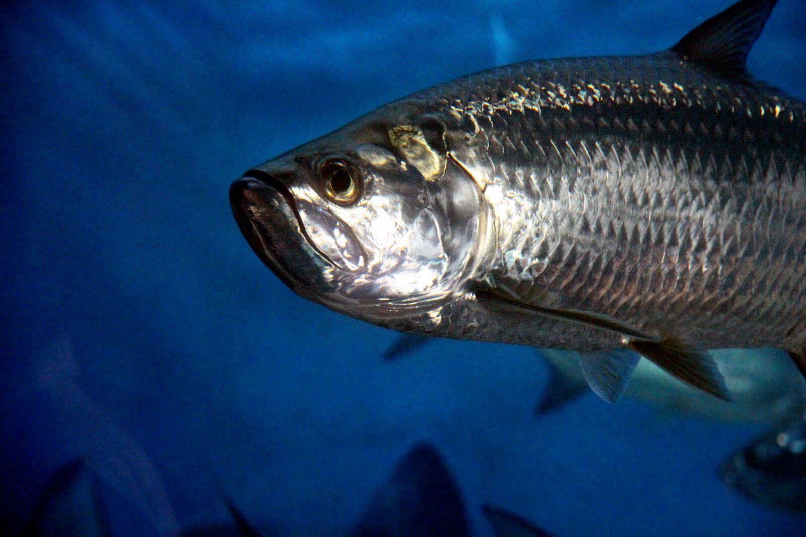 Canon EOS 650D (EOS Rebel T4i / EOS Kiss X6i) sample photo. Tarpon, fish, animal photography