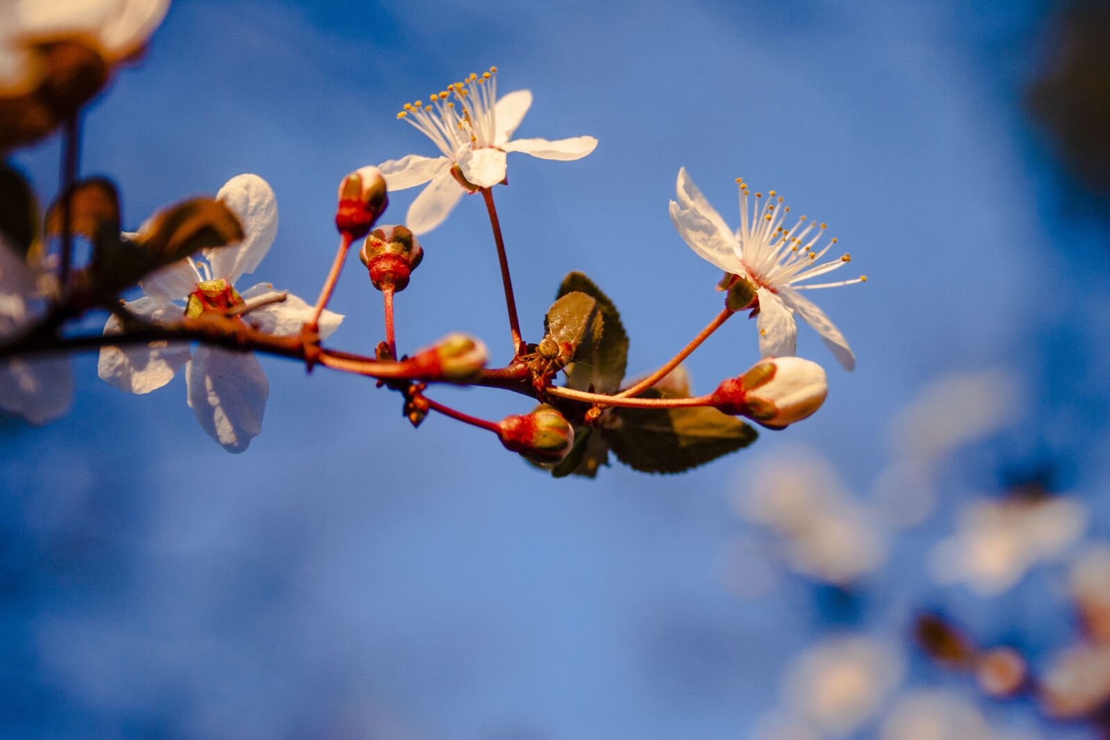 Canon EOS 20D sample photo. Background, blossom, bloom photography