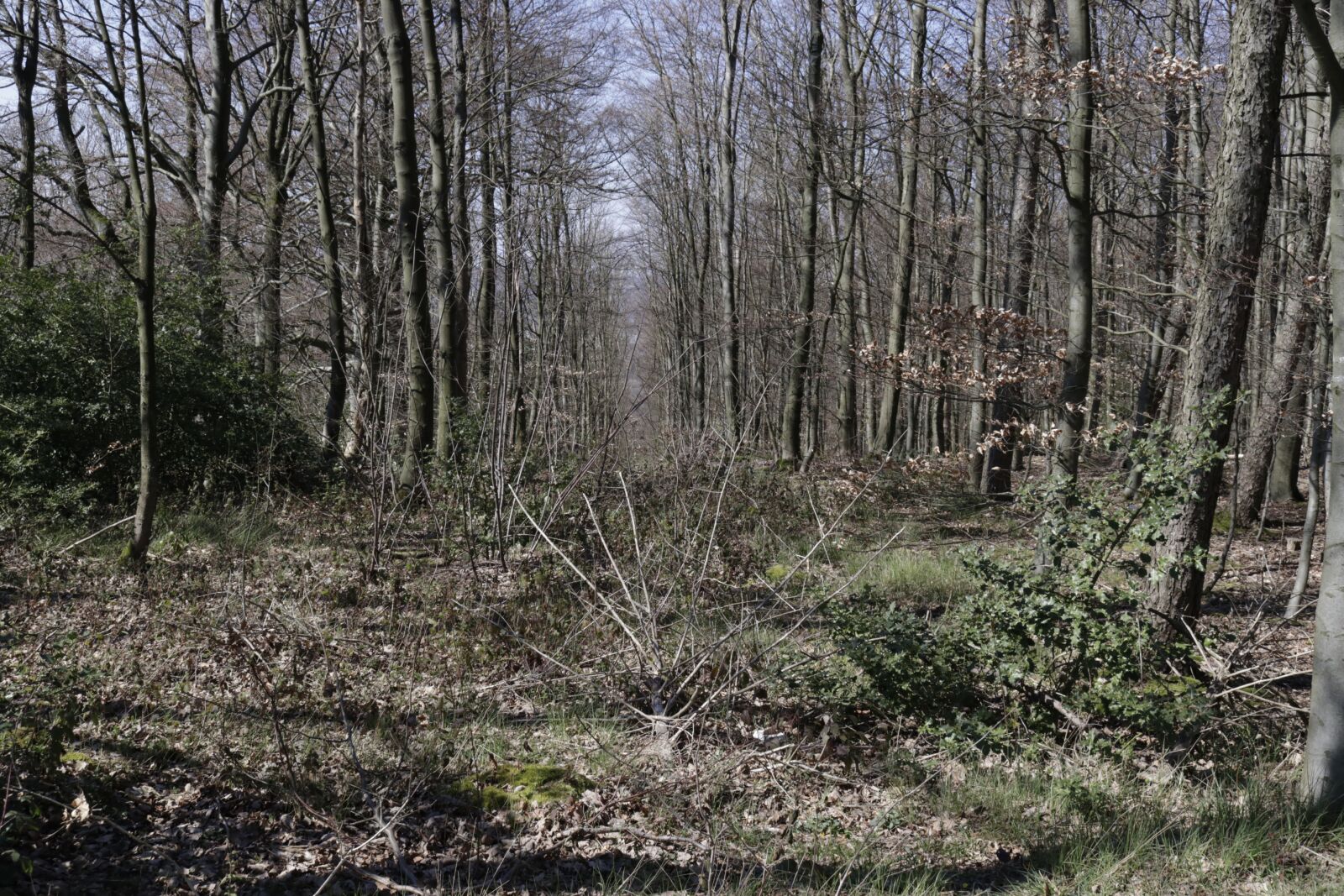 Canon EOS 80D sample photo. Forest, away, path photography