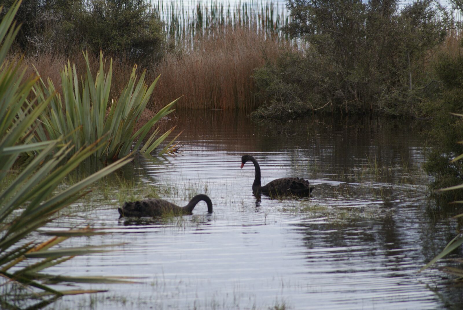 Sony Alpha DSLR-A200 sample photo. Lake, swan, black swan photography